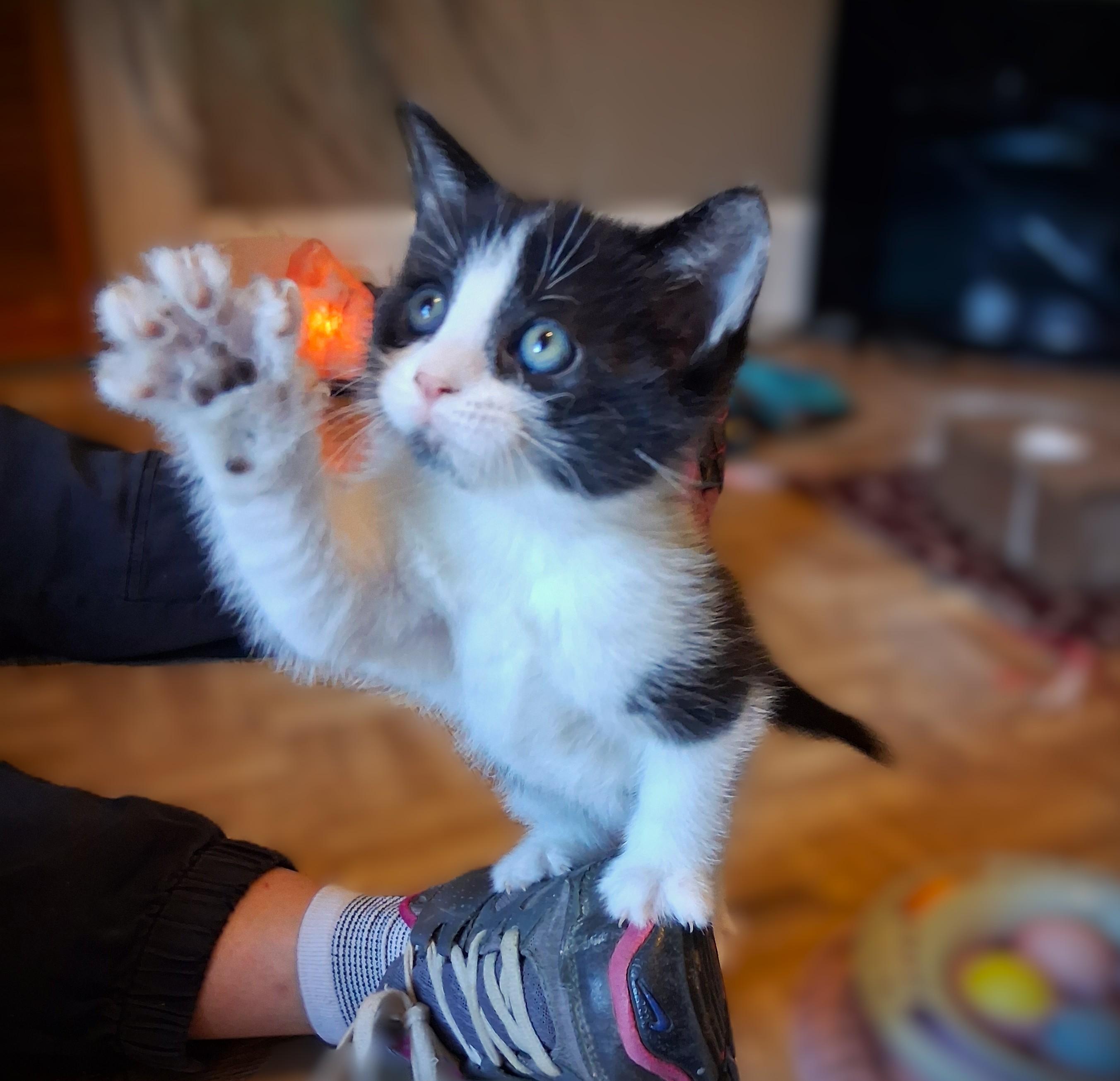 Enlarge Bixby, a ADOPTABLE Domestic Medium Hair in Mankato, MN image 4/6