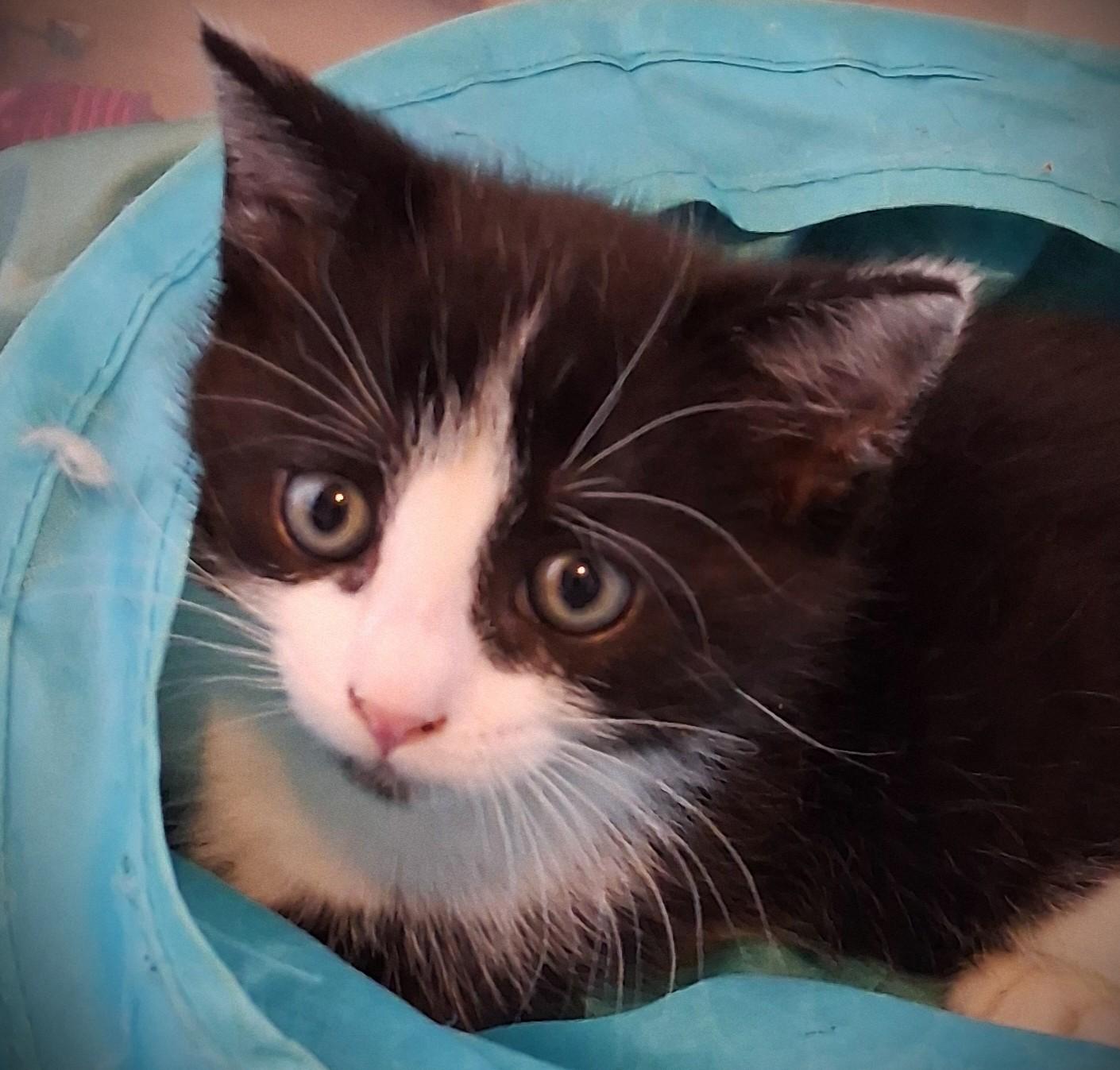 Enlarge Bixby, a ADOPTABLE Domestic Medium Hair in Mankato, MN image 3/6