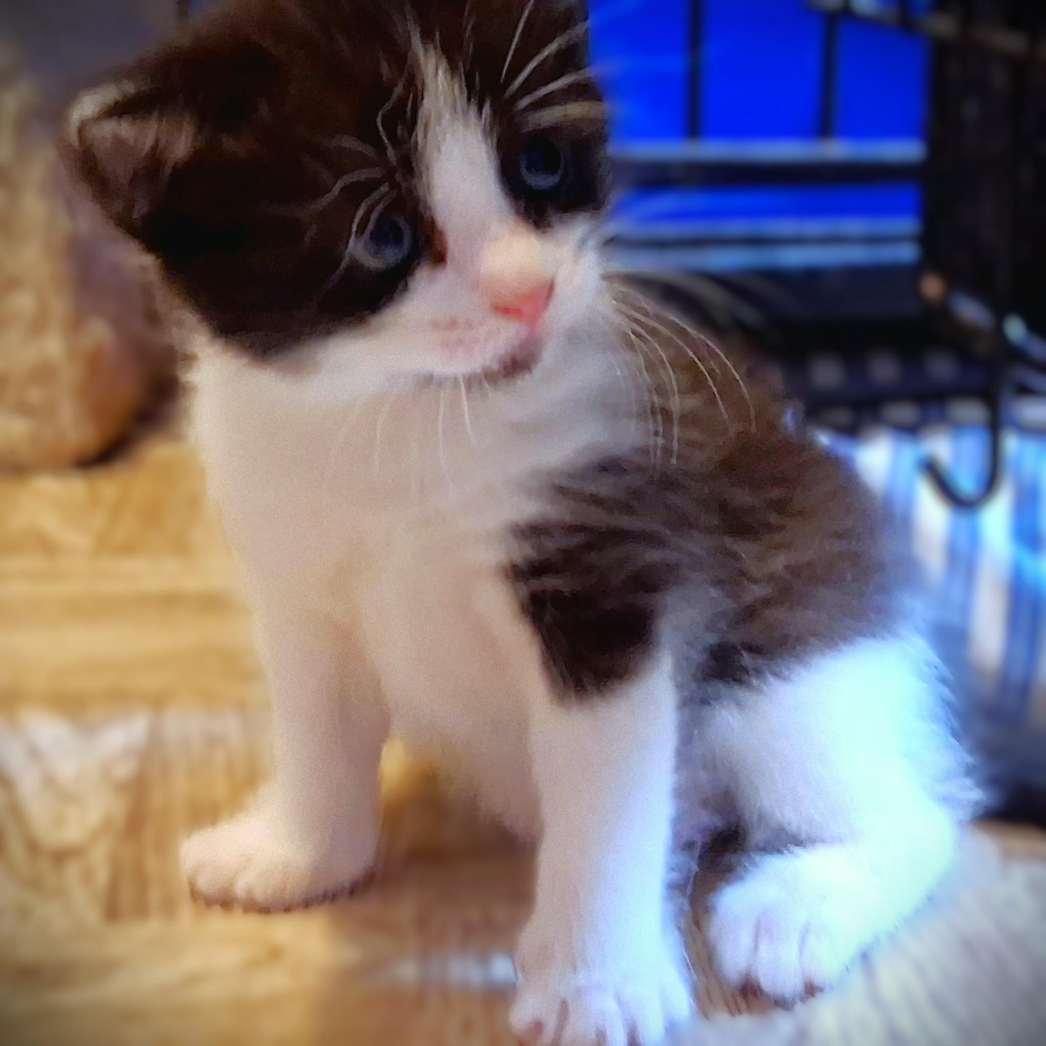 Bixby, ADOPTABLE, Kitten Female Domestic Medium Hair.