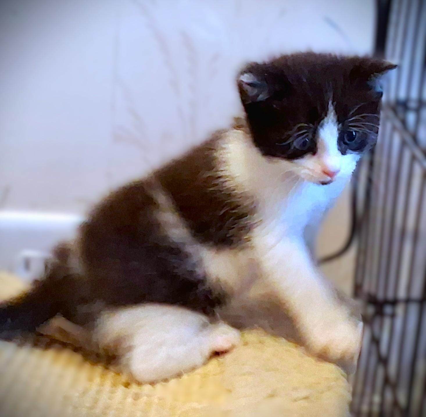 Enlarge Bixby, a ADOPTABLE Domestic Medium Hair in Mankato, MN image 2/6