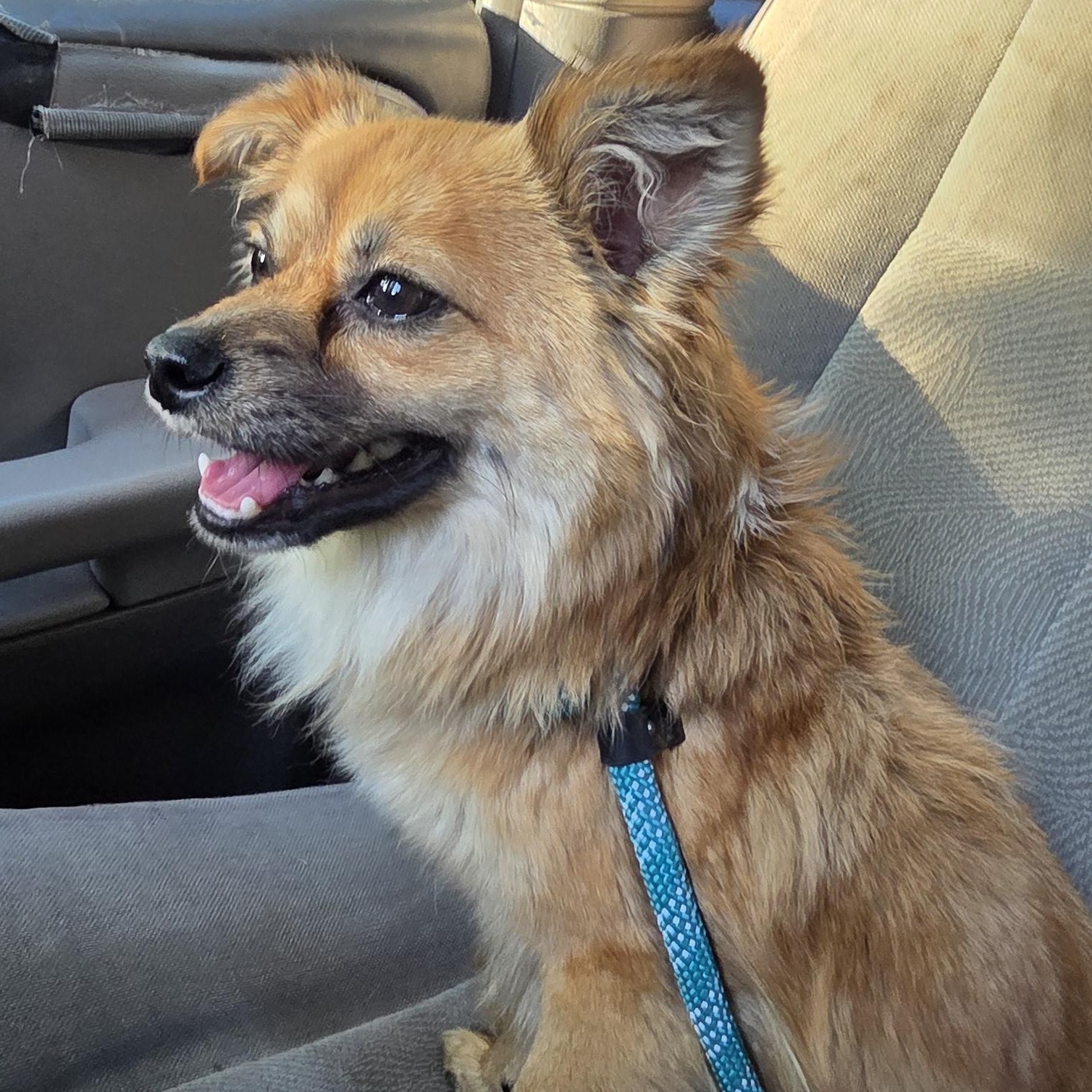 Enlarge Bruno, an adopted mixed breed in Muncie, IN image 4/5