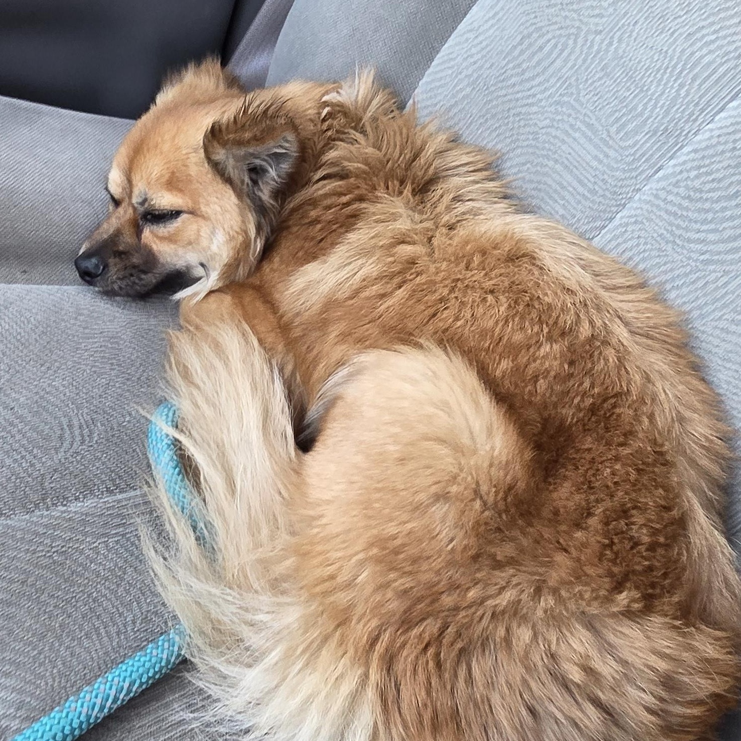 Enlarge Bruno, an adopted mixed breed in Muncie, IN image 5/5