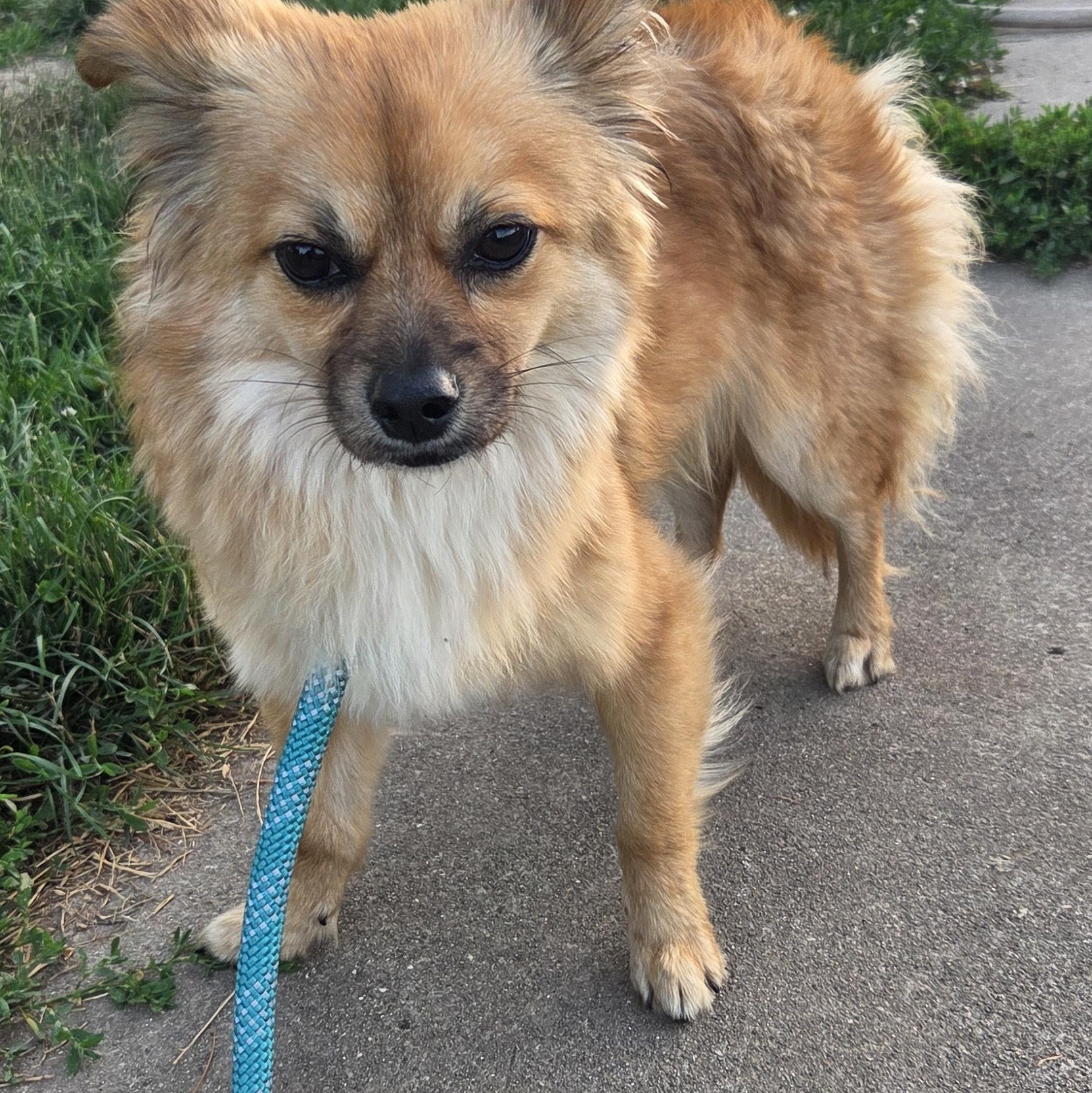 Enlarge Bruno, an adopted mixed breed in Muncie, IN image 3/5