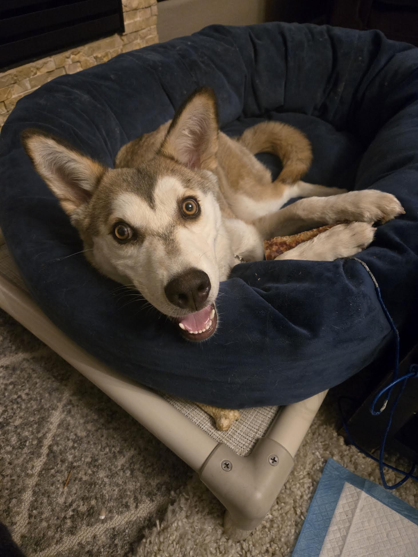 Star, a ADOPTABLE Husky in Las Vegas, NV image 1/2