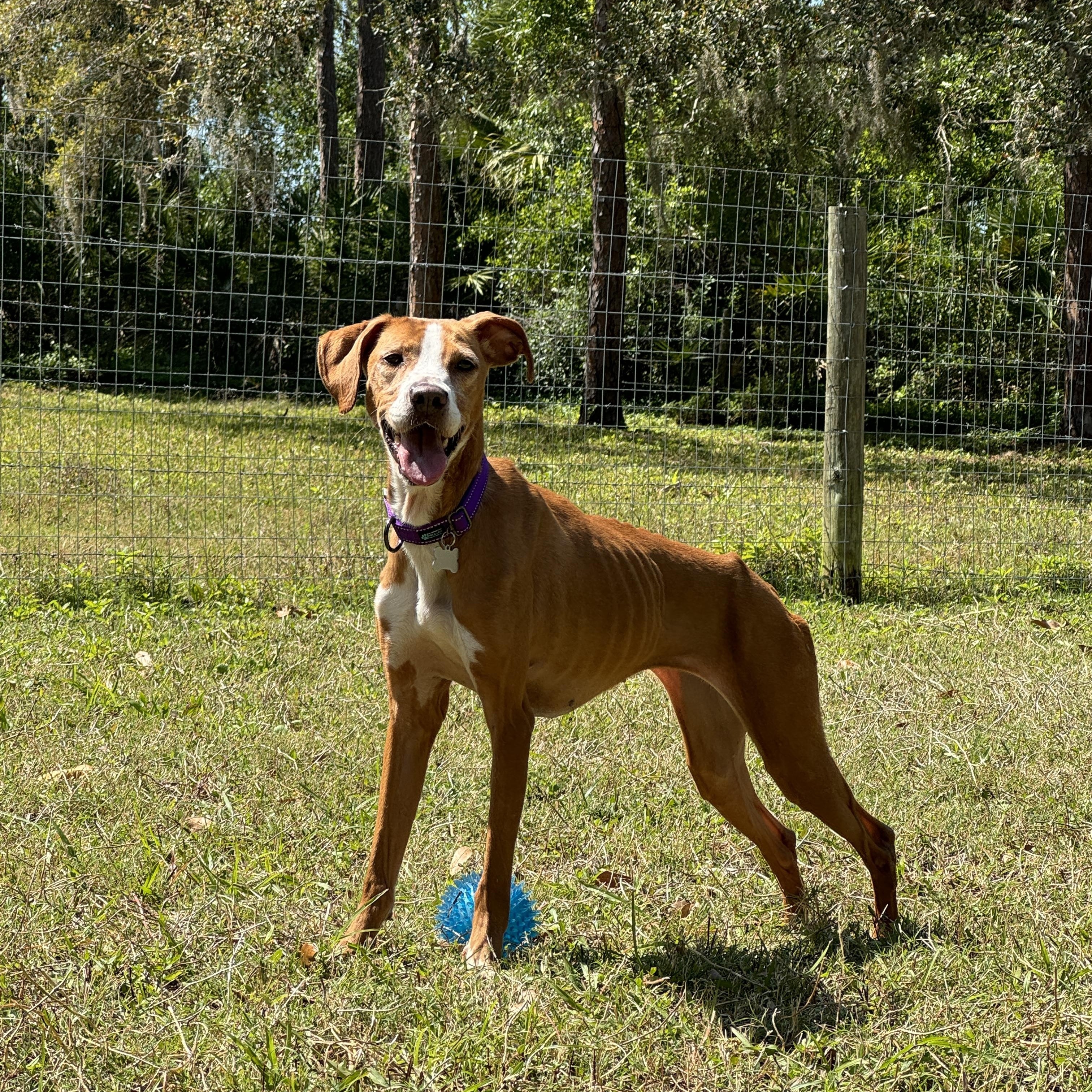 Enlarge Nova, a Adoptable Treeing Walker Coonhound in Venice, FL image 5/5