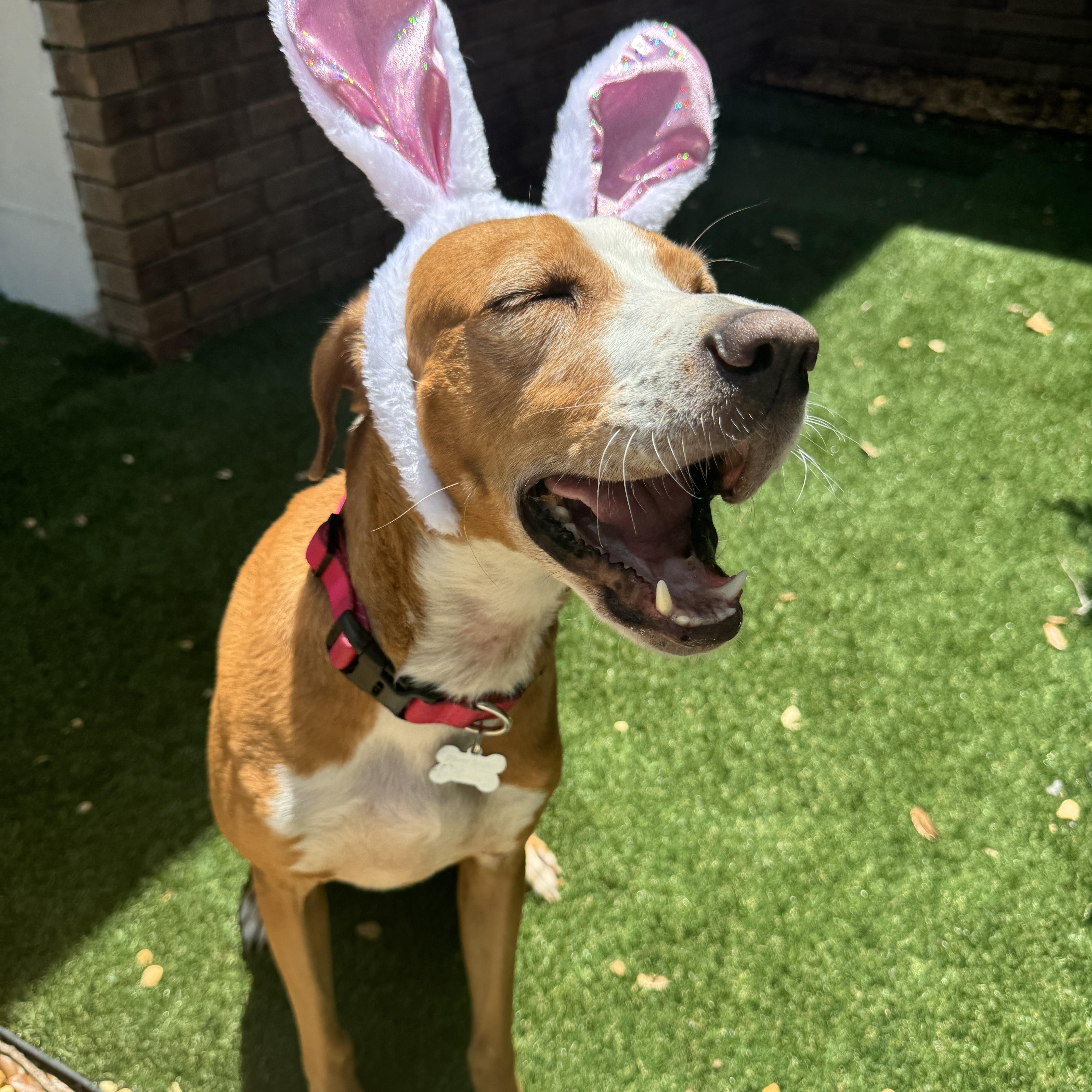 Enlarge Nova, a Adoptable Treeing Walker Coonhound in Venice, FL image 2/5