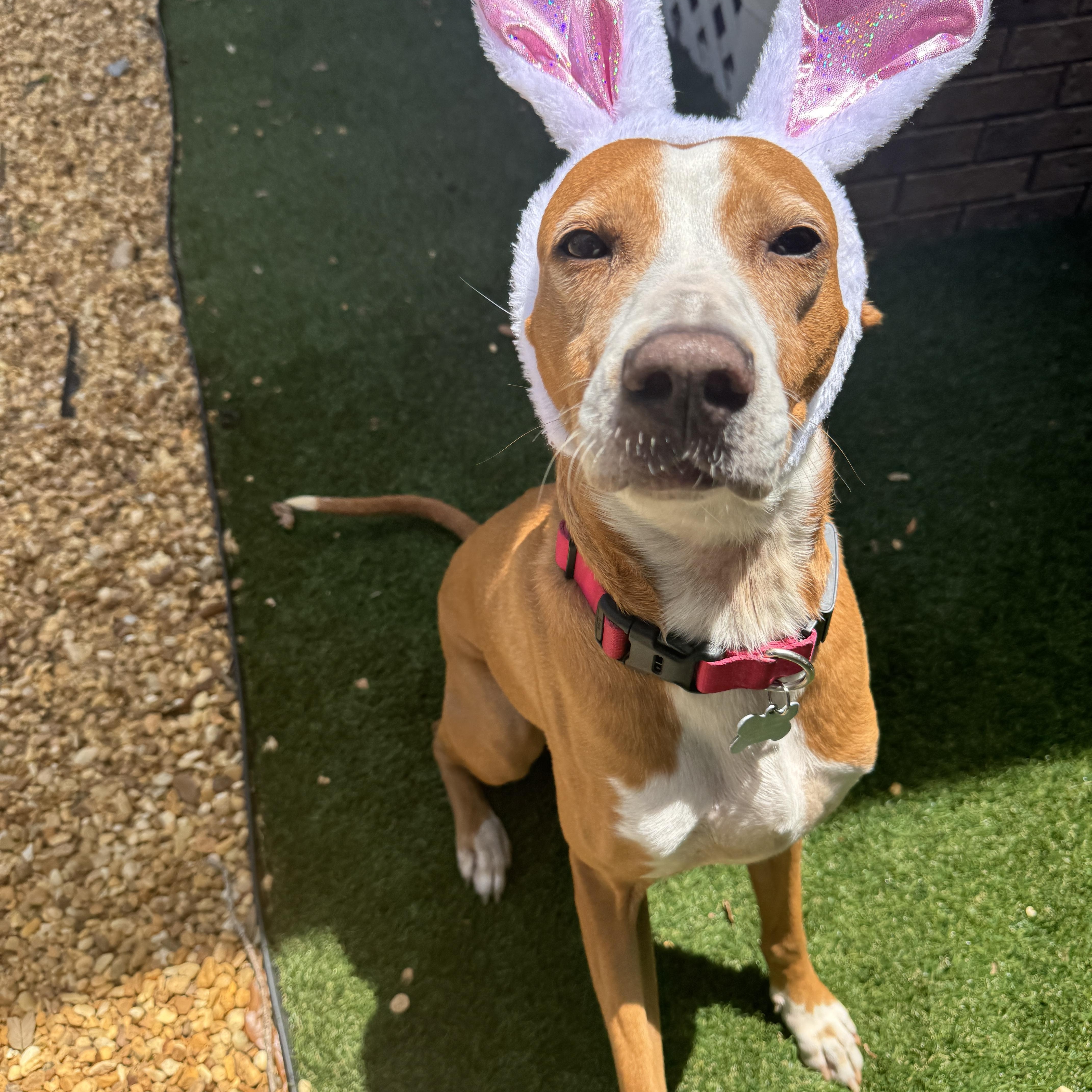 Nova, Adoptable, Adult Female Treeing Walker Coonhound.