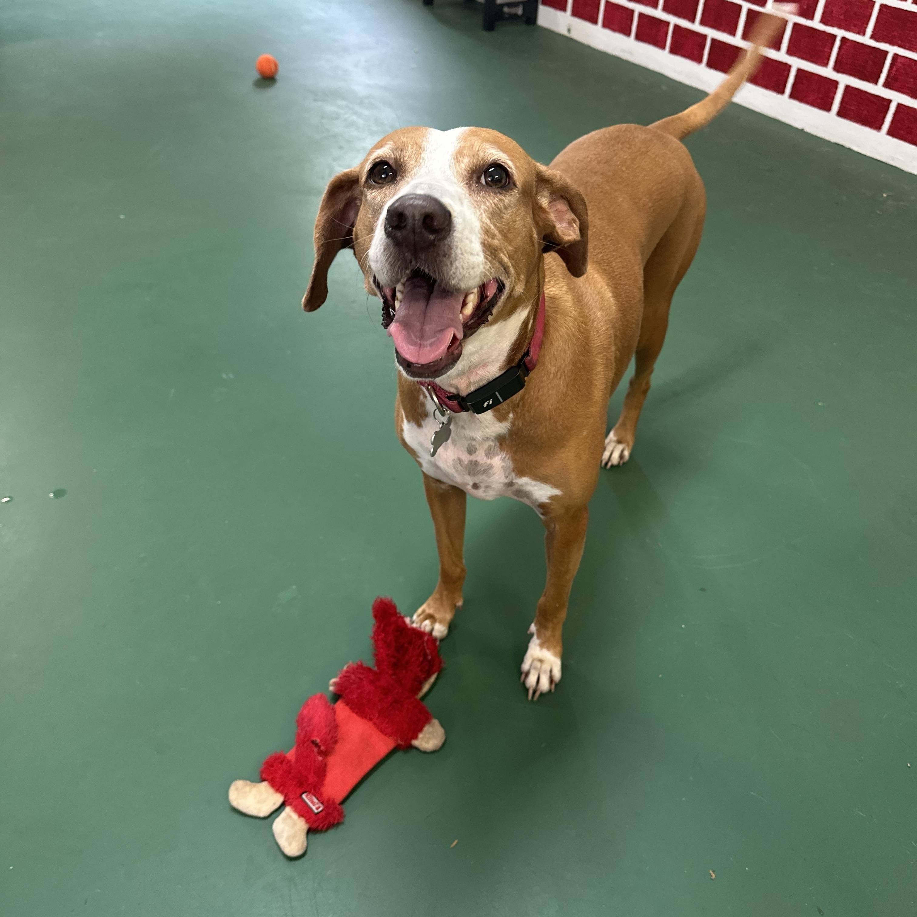 Enlarge Nova, a Adoptable Treeing Walker Coonhound in Venice, FL image 3/5