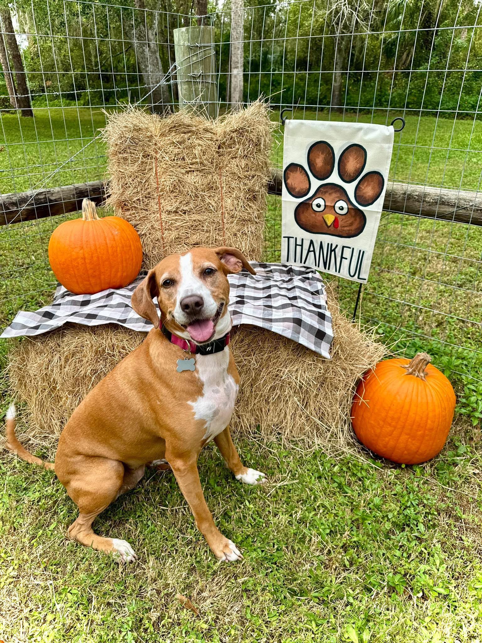 Nova, Adoptable, Adult Female Treeing Walker Coonhound.
