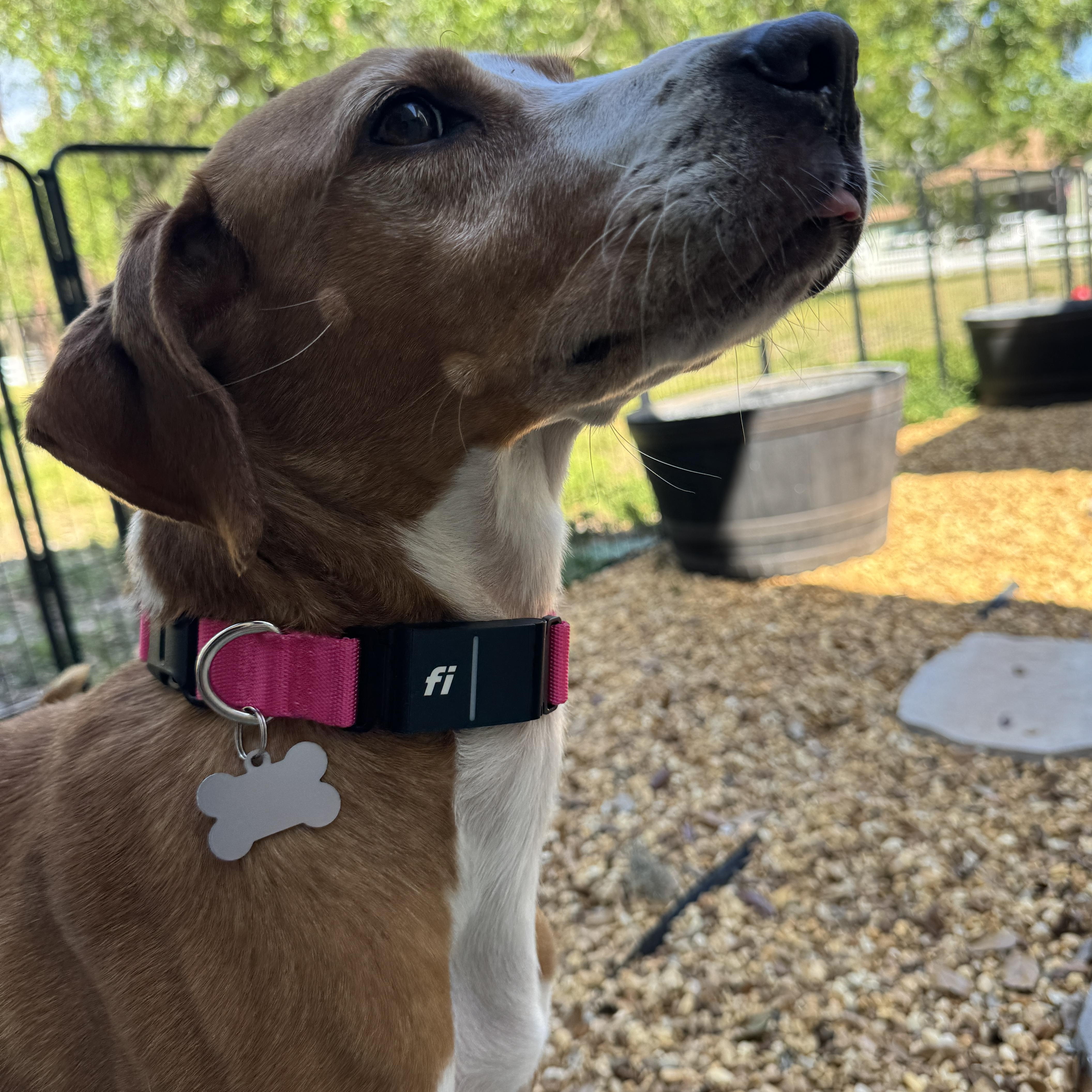 Enlarge Nova, a Adoptable Treeing Walker Coonhound in Venice, FL image 1/5