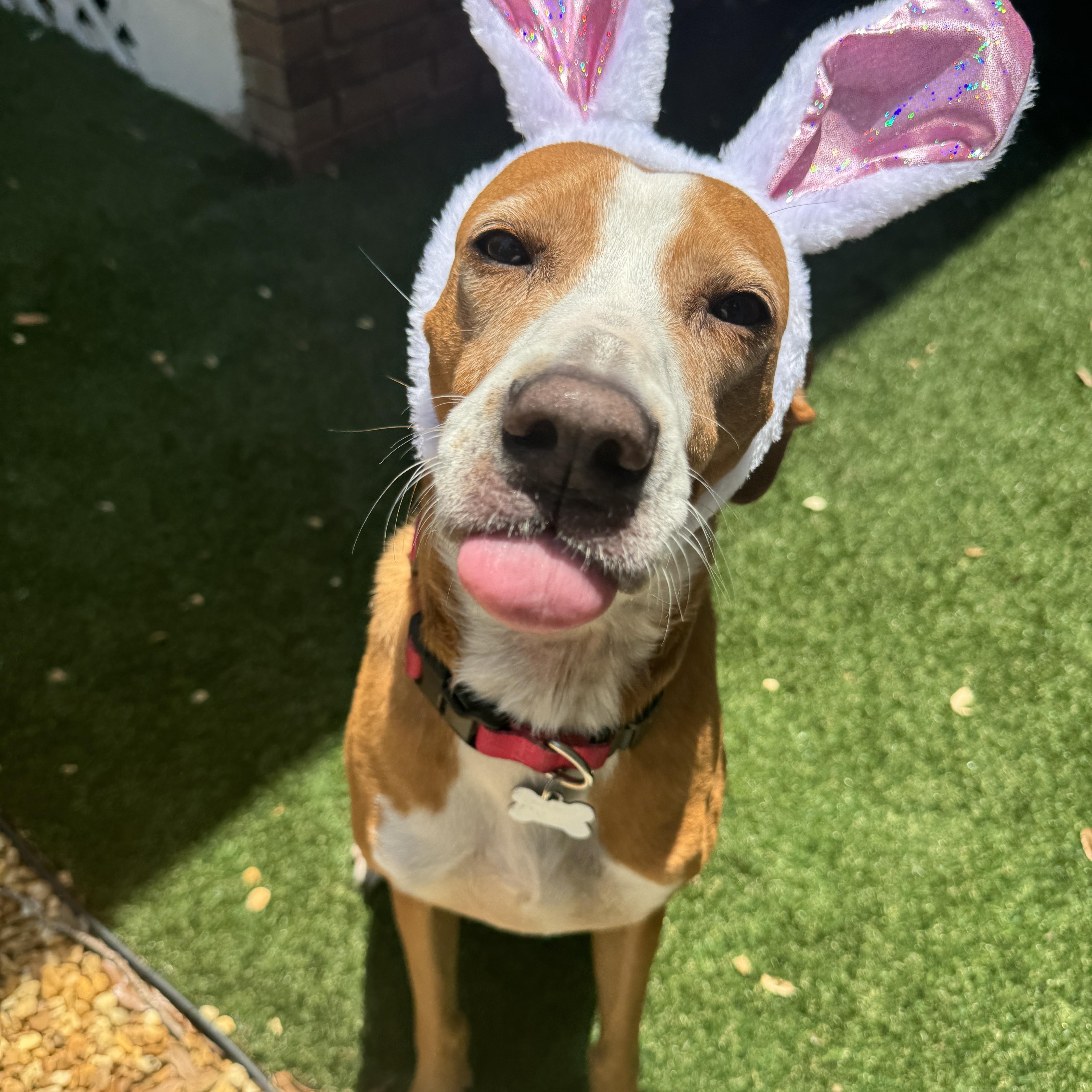 Enlarge Nova, a Adoptable Treeing Walker Coonhound in Venice, FL image 4/5