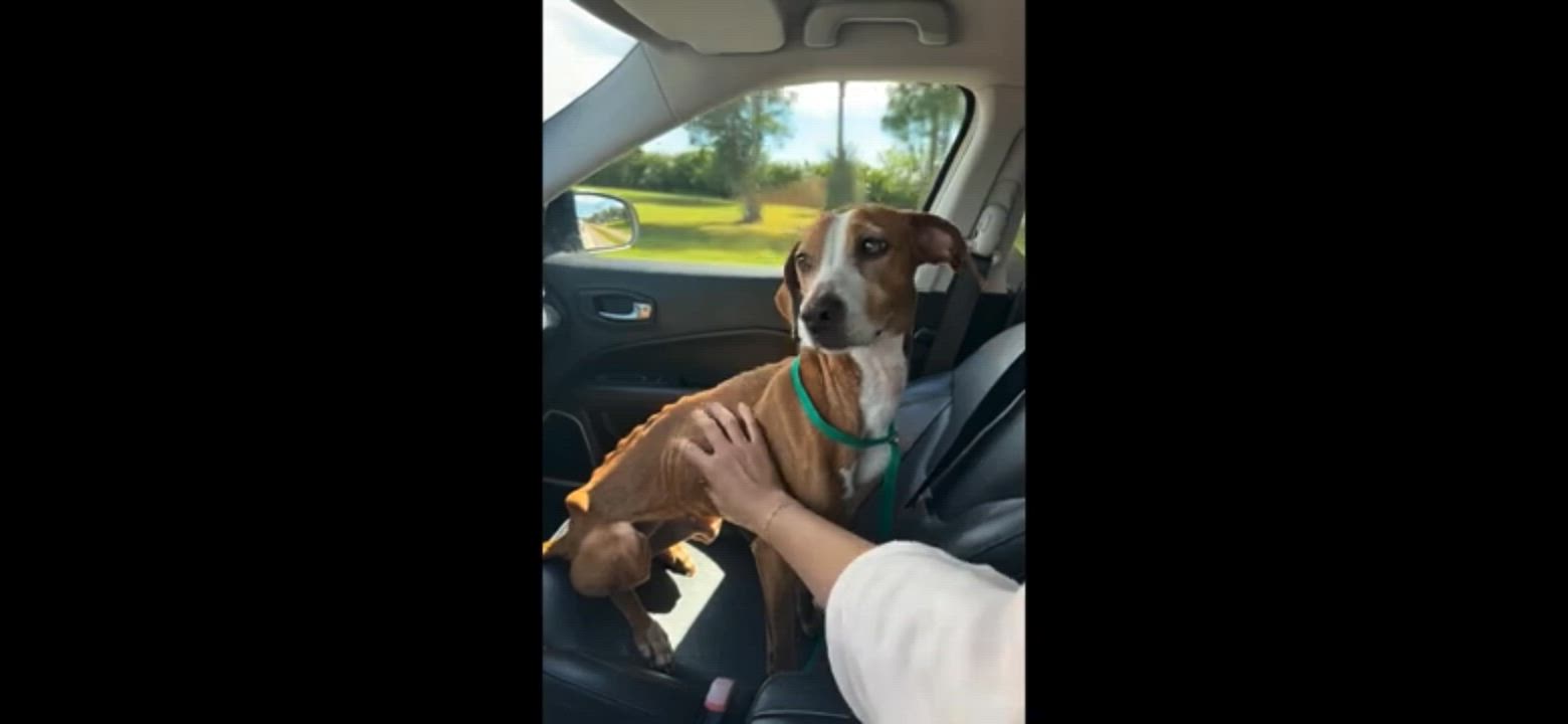 Enlarge Nova, a Adoptable Treeing Walker Coonhound in Venice, FL video 1/5