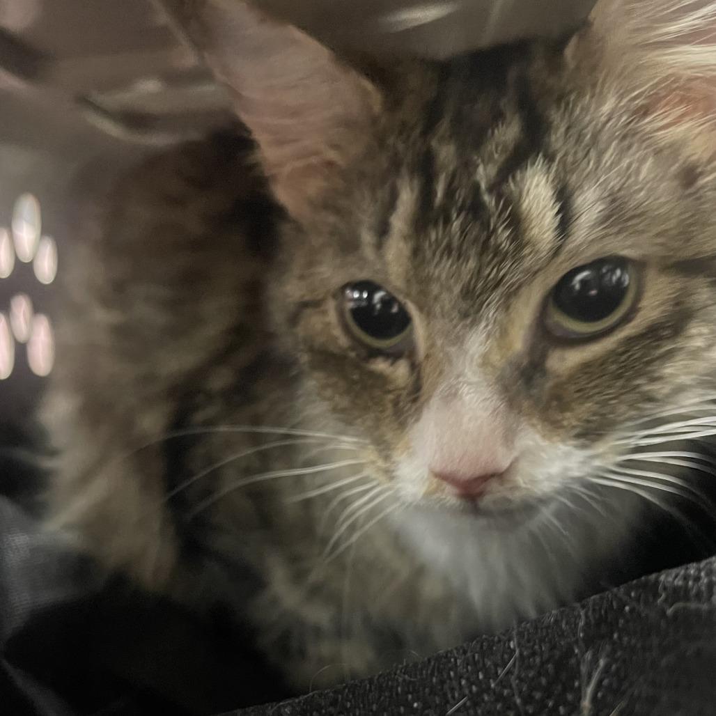 Enlarge Sally, a Adoptable Domestic Long Hair in Donalsonville, GA image 1/2