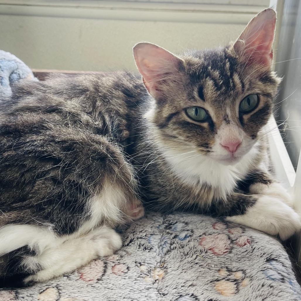 Enlarge Sally, a Adoptable Domestic Long Hair in Donalsonville, GA image 2/2