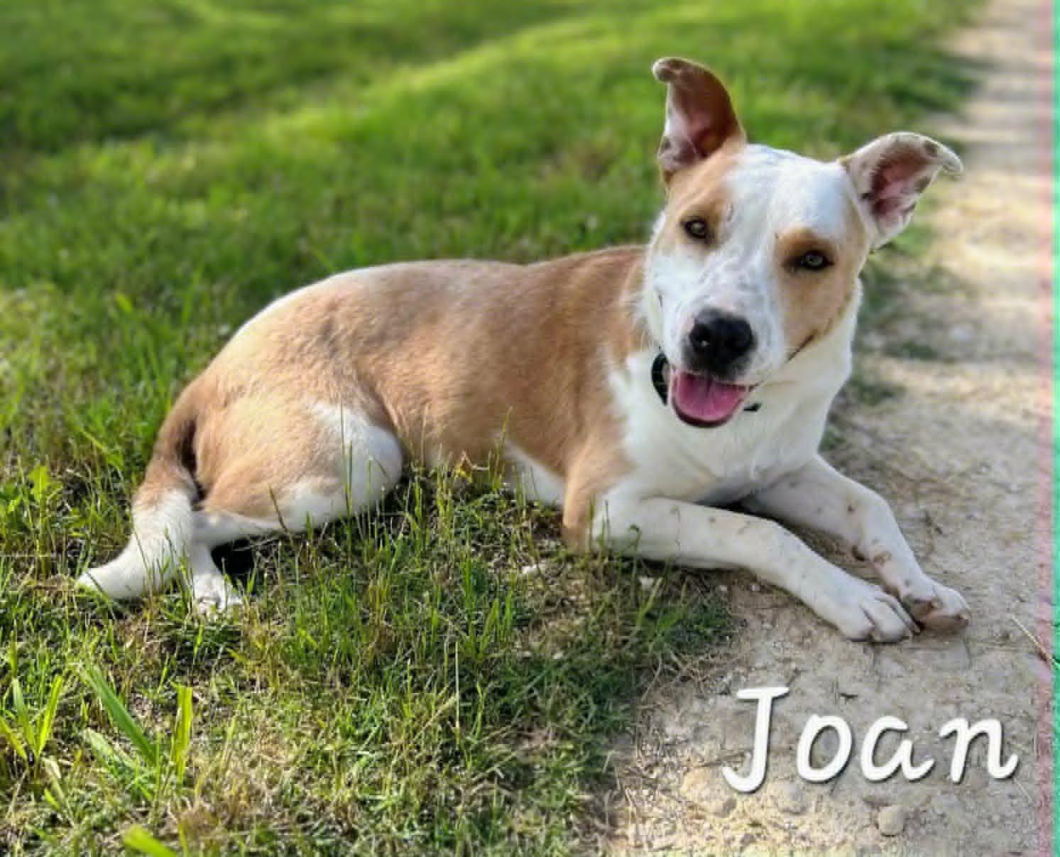 Joan, ADOPTABLE, Young Female Cattle Dog.