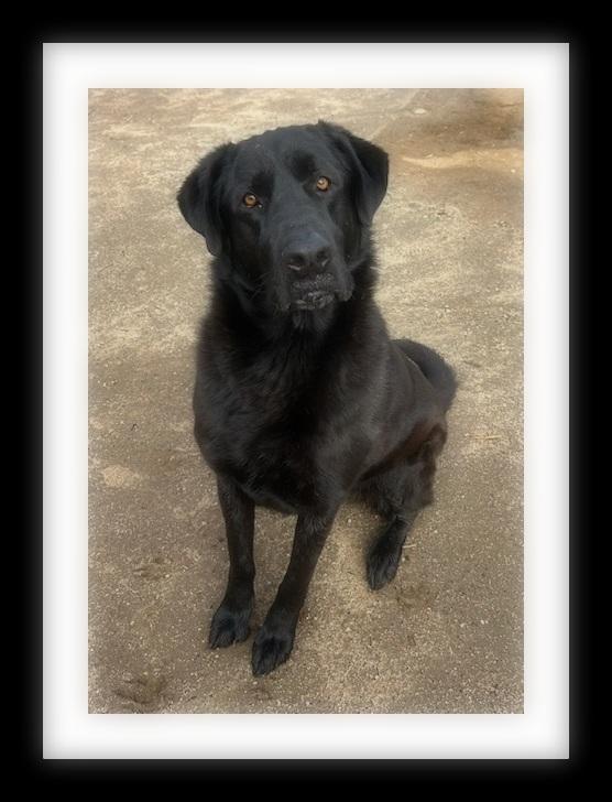 Enlarge TYSON ( PLEASE submit an application @ southernstaranimalrescue.org ), a ADOPTABLE mixed breed in Winchester, CA image 1/1