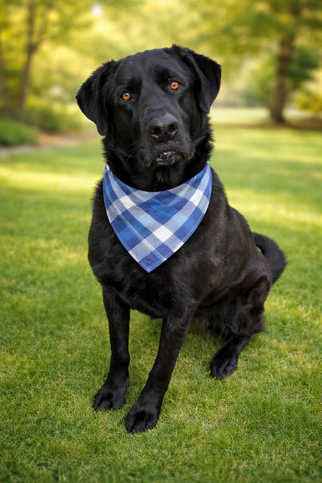 TYSON ( PLEASE submit an application @ southernstaranimalrescue.org ), ADOPTABLE, Young Male Labrador Retriever.
