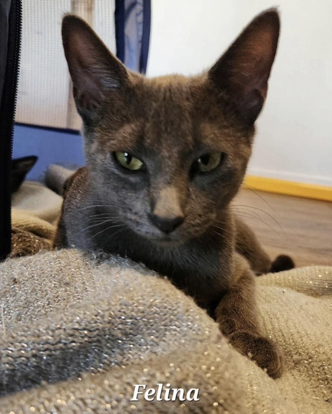 Felina, Adoptable, Adult Female Domestic Short Hair.