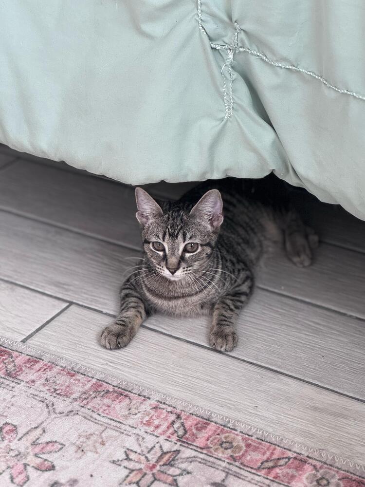 Allegra, Adoptable, Kitten Female Domestic Short Hair.