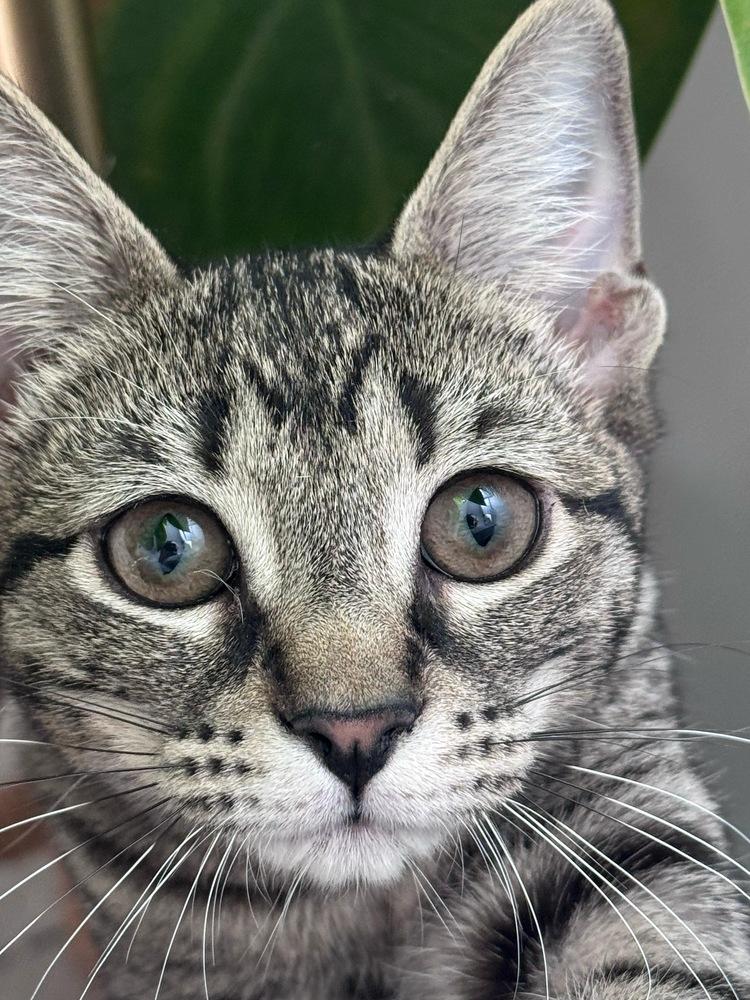 Enlarge Allegra, a Adoptable mixed breed in St. Petersburg, FL image 2/3