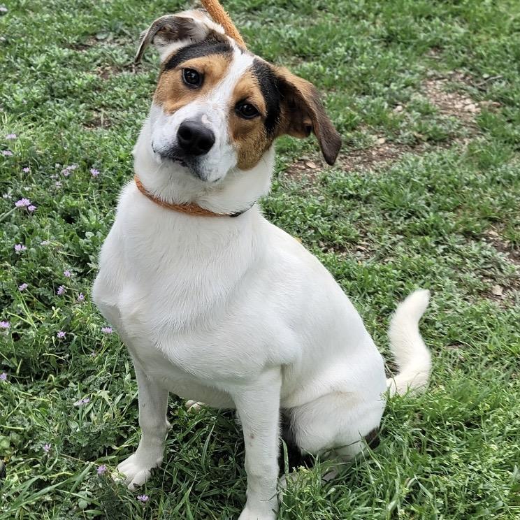 Whisky, Adoptable, Young Male Terrier & Mixed Breed.