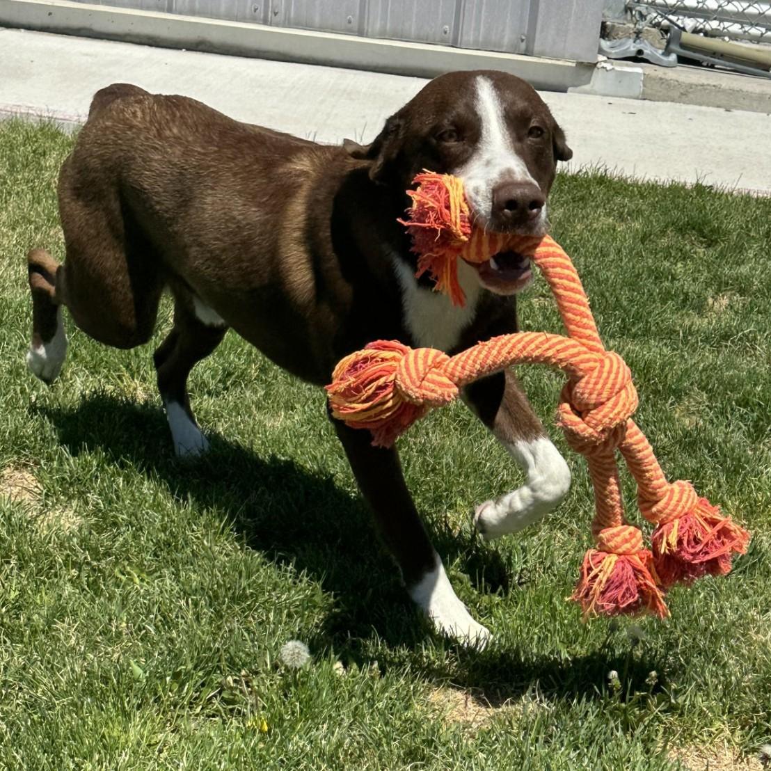 Adams- 60866599, ADOPTABLE, Adult Male Border Collie.