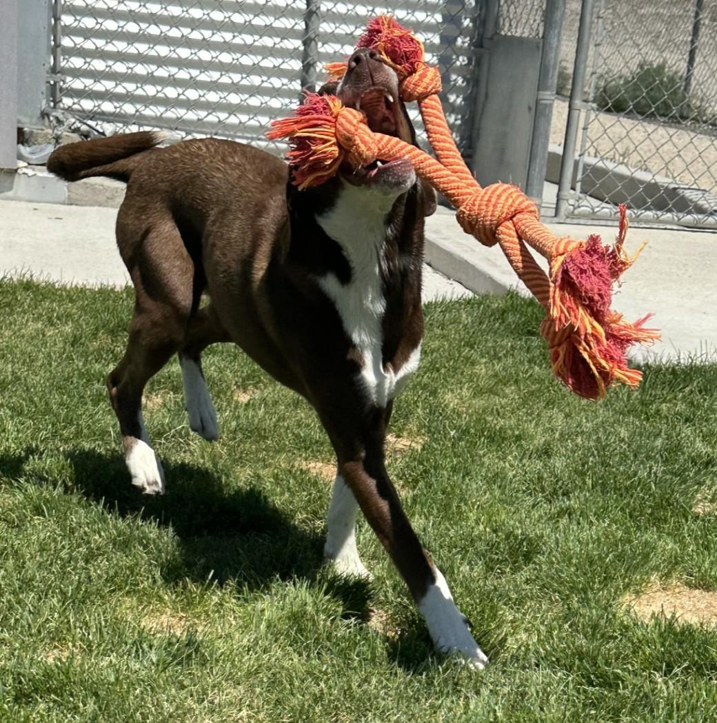 Adams- 60866599, a ADOPTABLE mixed breed in Elko, NV image 2/2