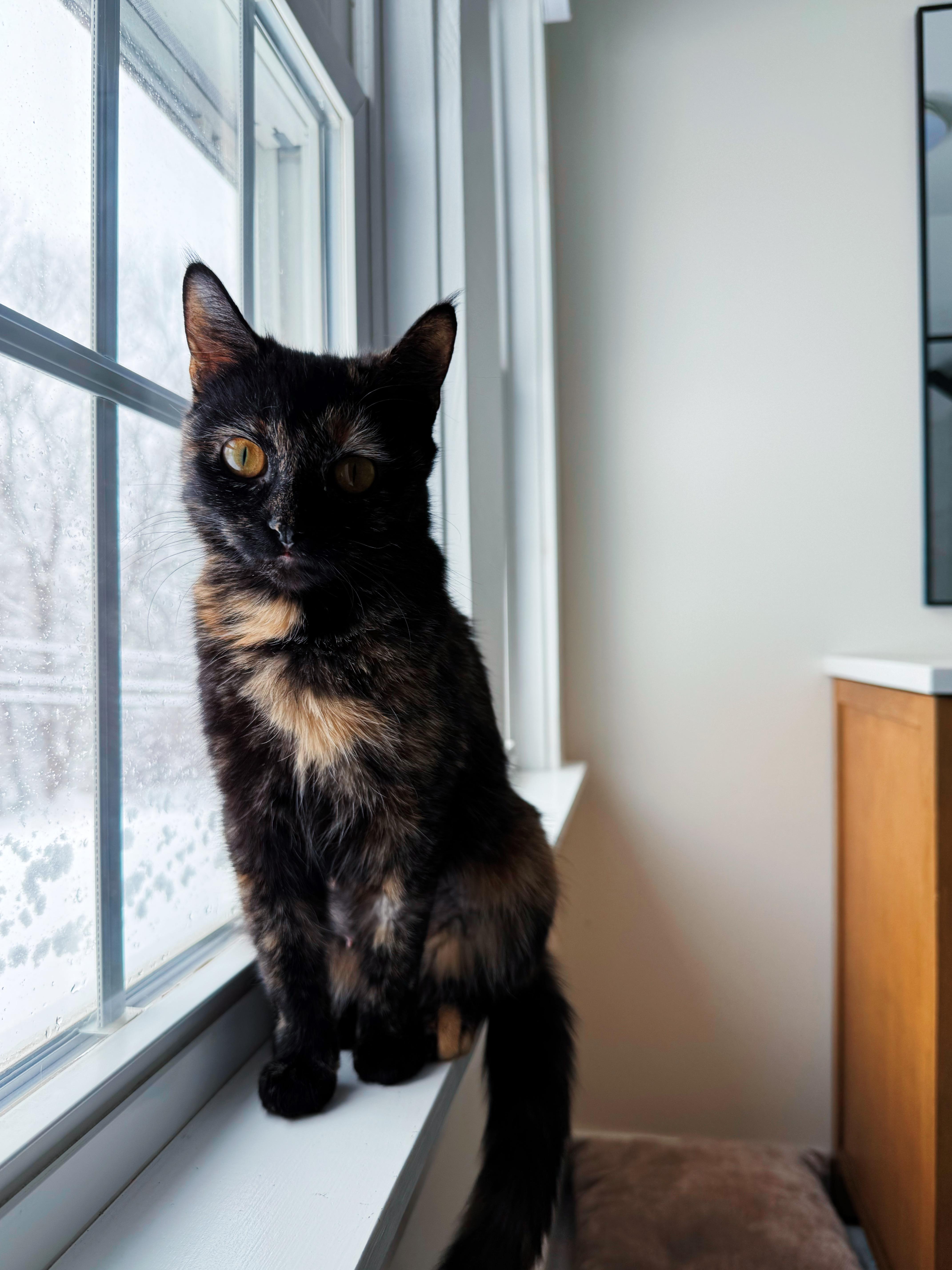 Enlarge Miracle, an adopted Tortoiseshell in Granby, CT image 2/6