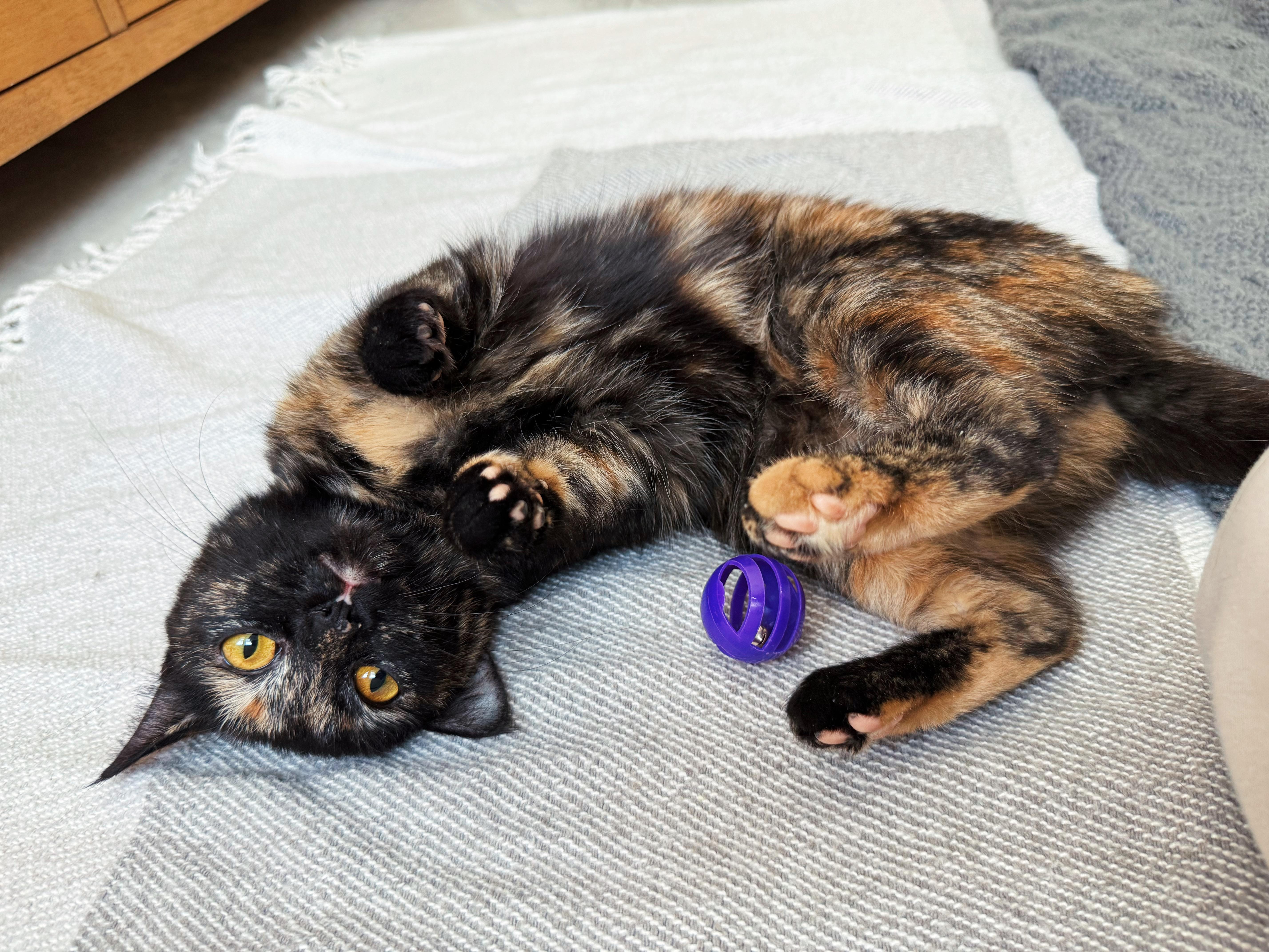 Enlarge Miracle, an adopted Tortoiseshell in Granby, CT image 5/6