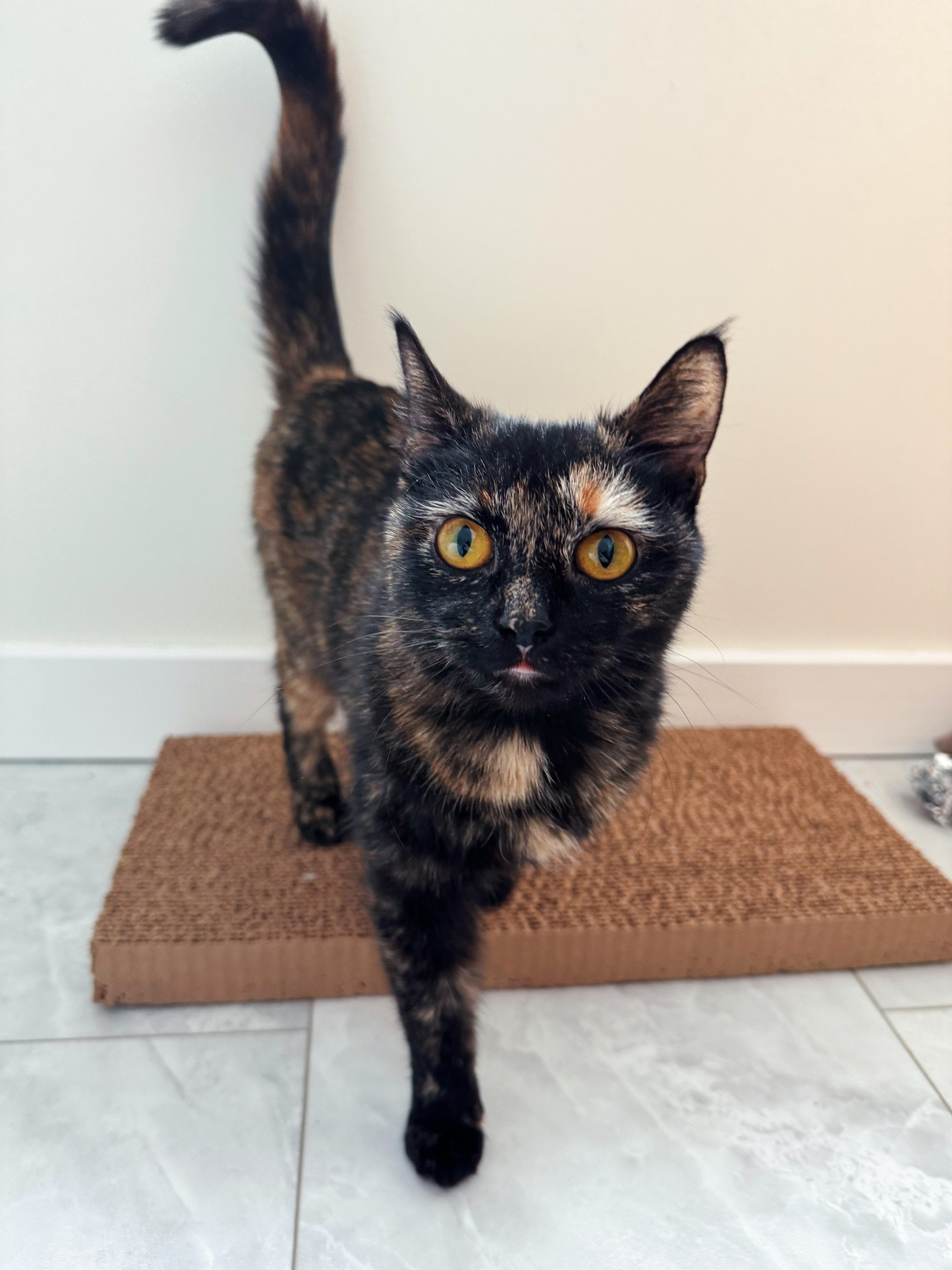 Miracle, adopted, Young Female Tortoiseshell.