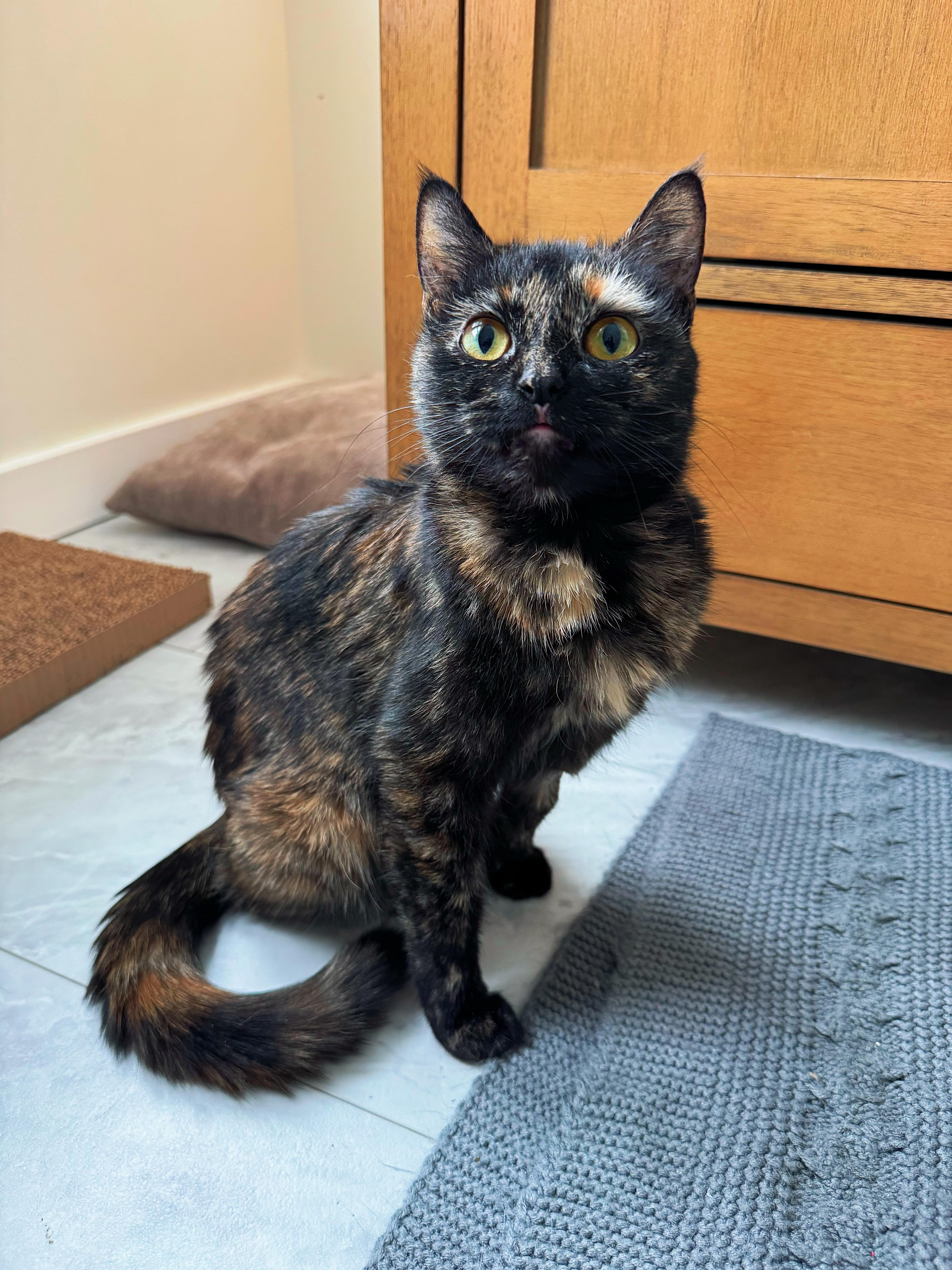 Enlarge Miracle, an adopted Tortoiseshell in Granby, CT image 4/6
