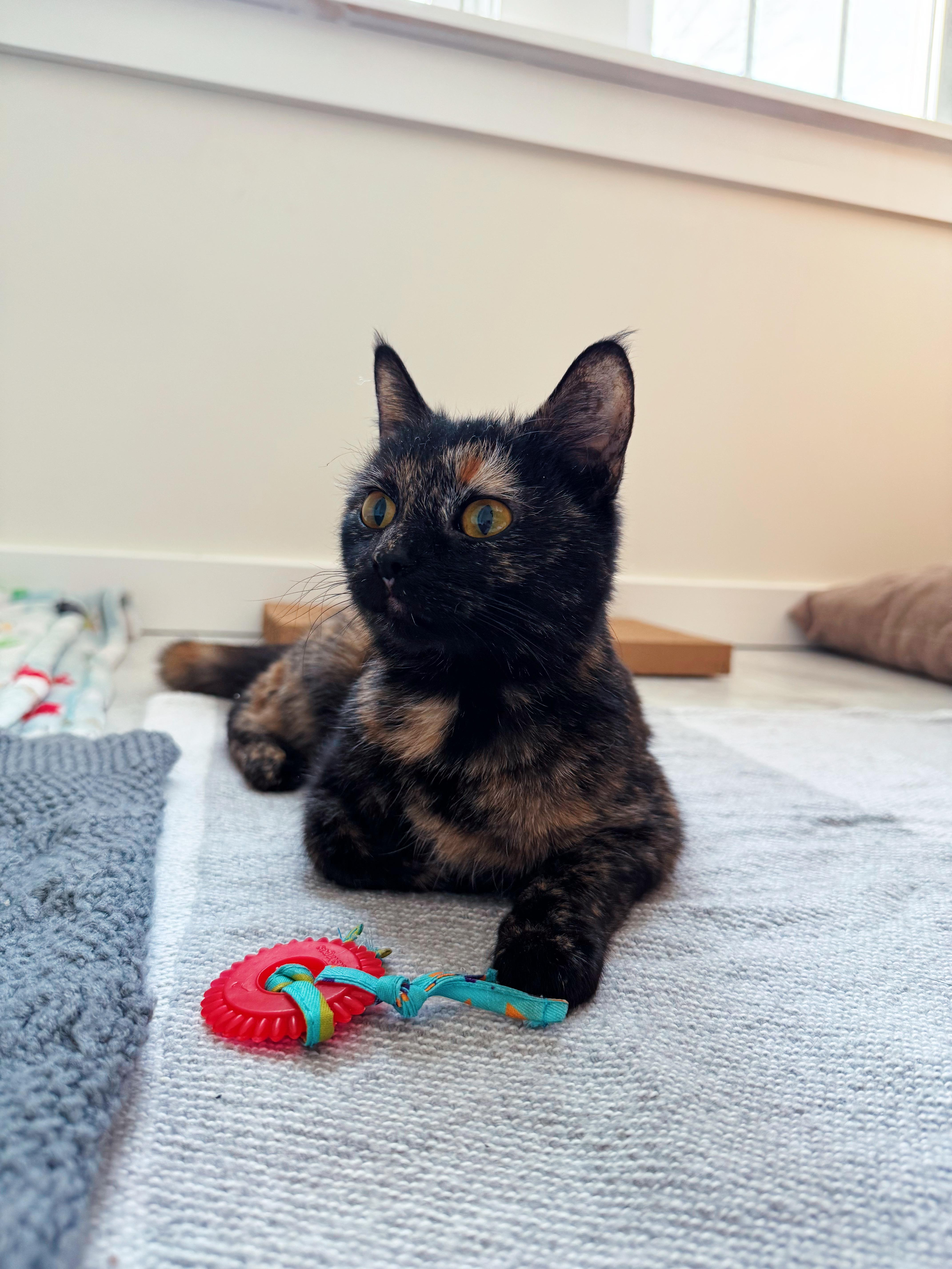 Enlarge Miracle, an adopted Tortoiseshell in Granby, CT image 3/6