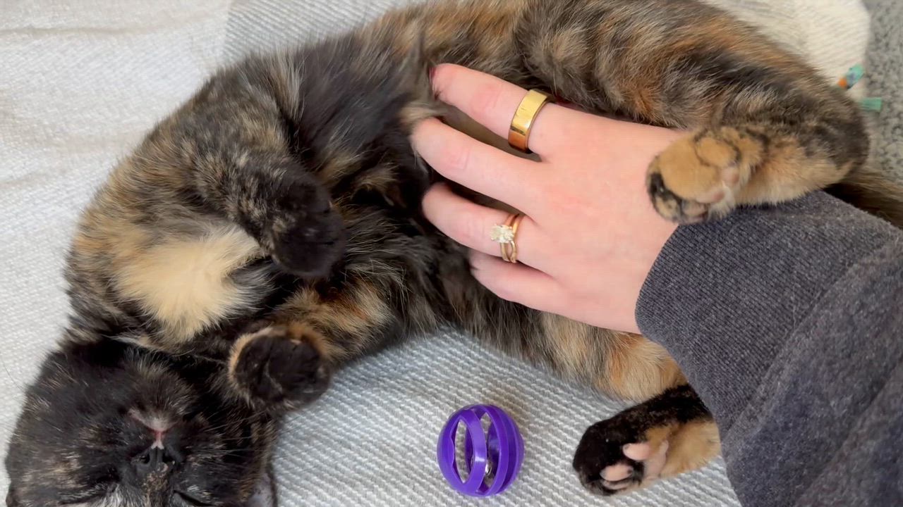 Enlarge Miracle, an adopted Tortoiseshell in Granby, CT video 6/6