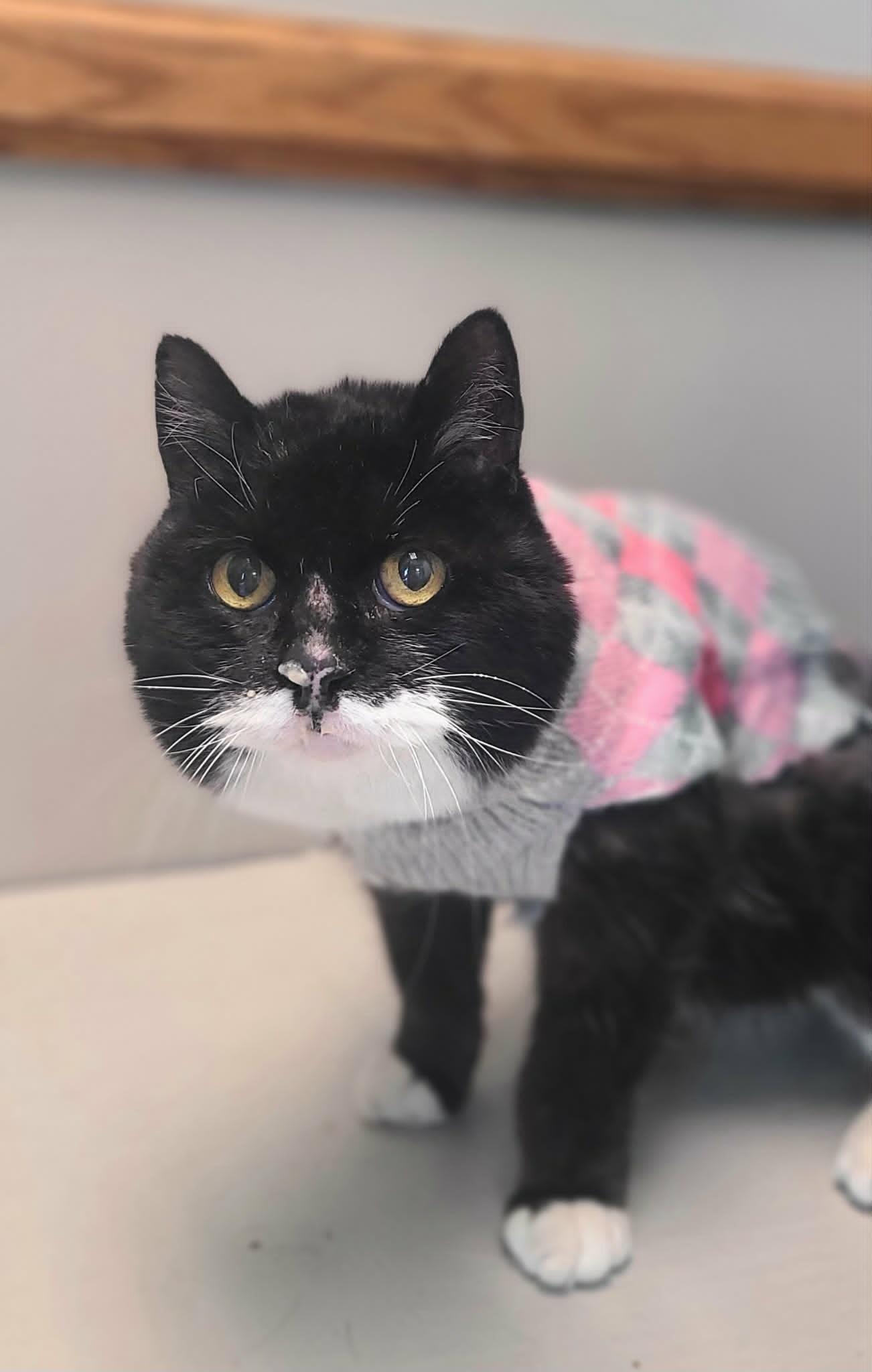 Abuelita, Adoptable, Senior Female Domestic Short Hair.