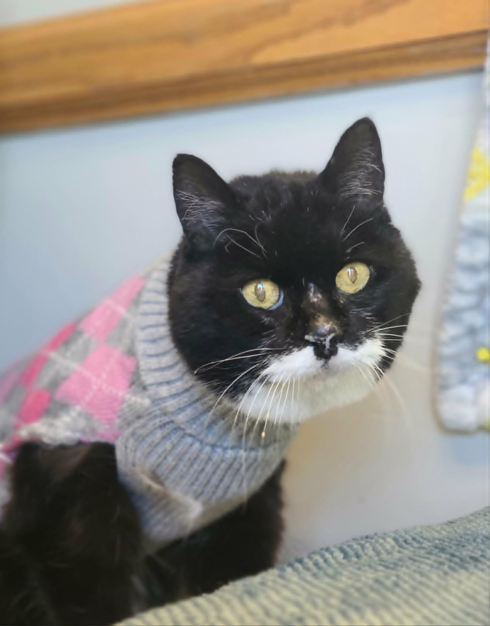 Enlarge Abuelita, a Adoptable Domestic Short Hair in Fruit Heights, UT image 2/4