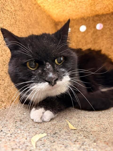 Enlarge Abuelita, a Adoptable Domestic Short Hair in Fruit Heights, UT image 3/4