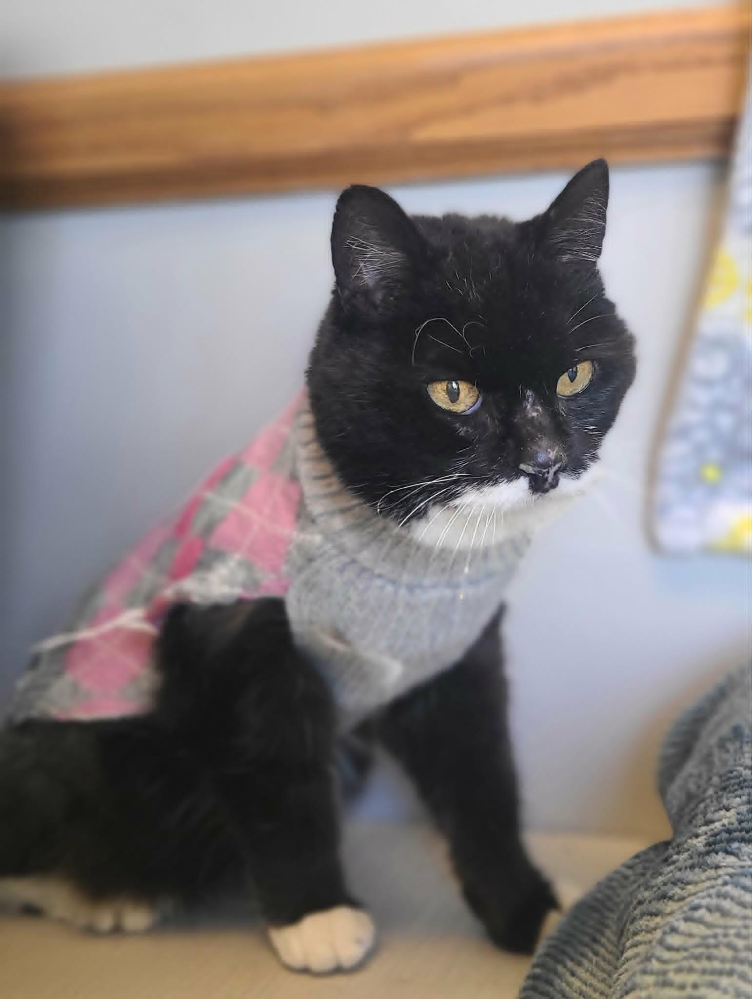 Enlarge Abuelita, a Adoptable Domestic Short Hair in Fruit Heights, UT image 4/4