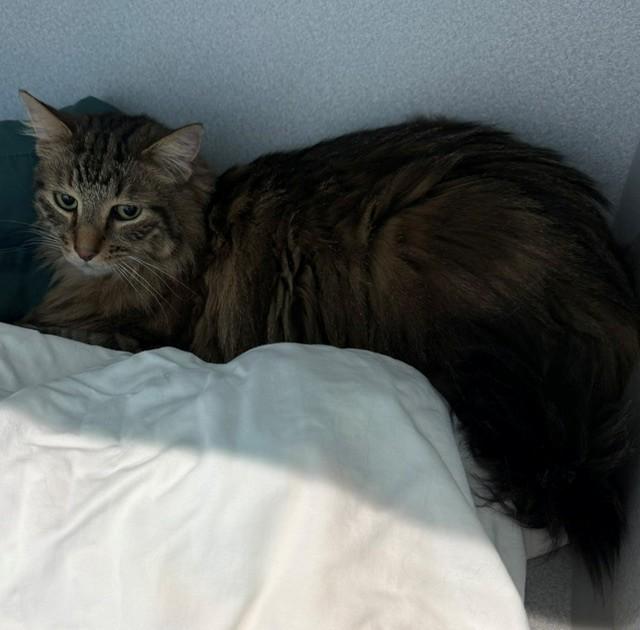HELSA, Adoptable, Young Female Domestic Long Hair.