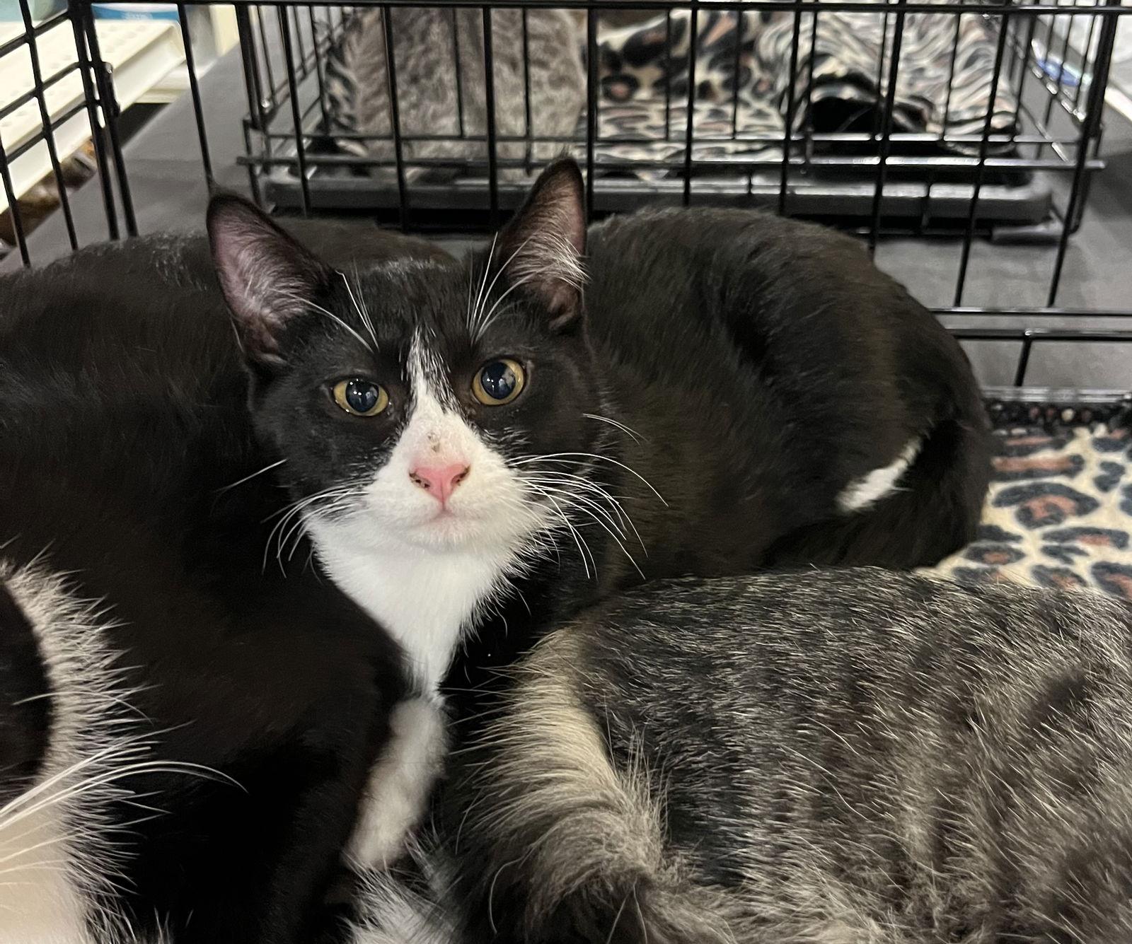 Elivia, Adoptable, Young Female Domestic Short Hair.