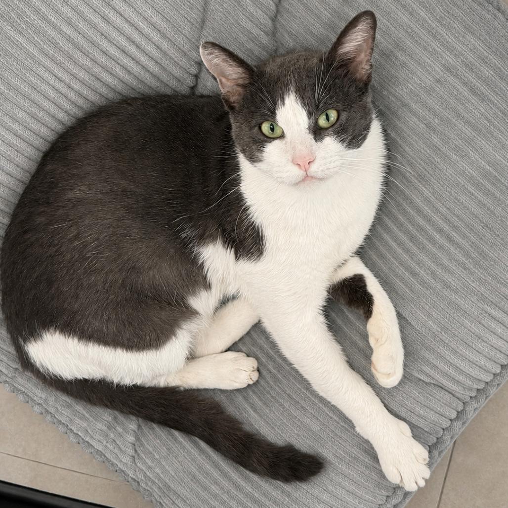 Gizmo, Adoptable, Adult Male Domestic Short Hair.