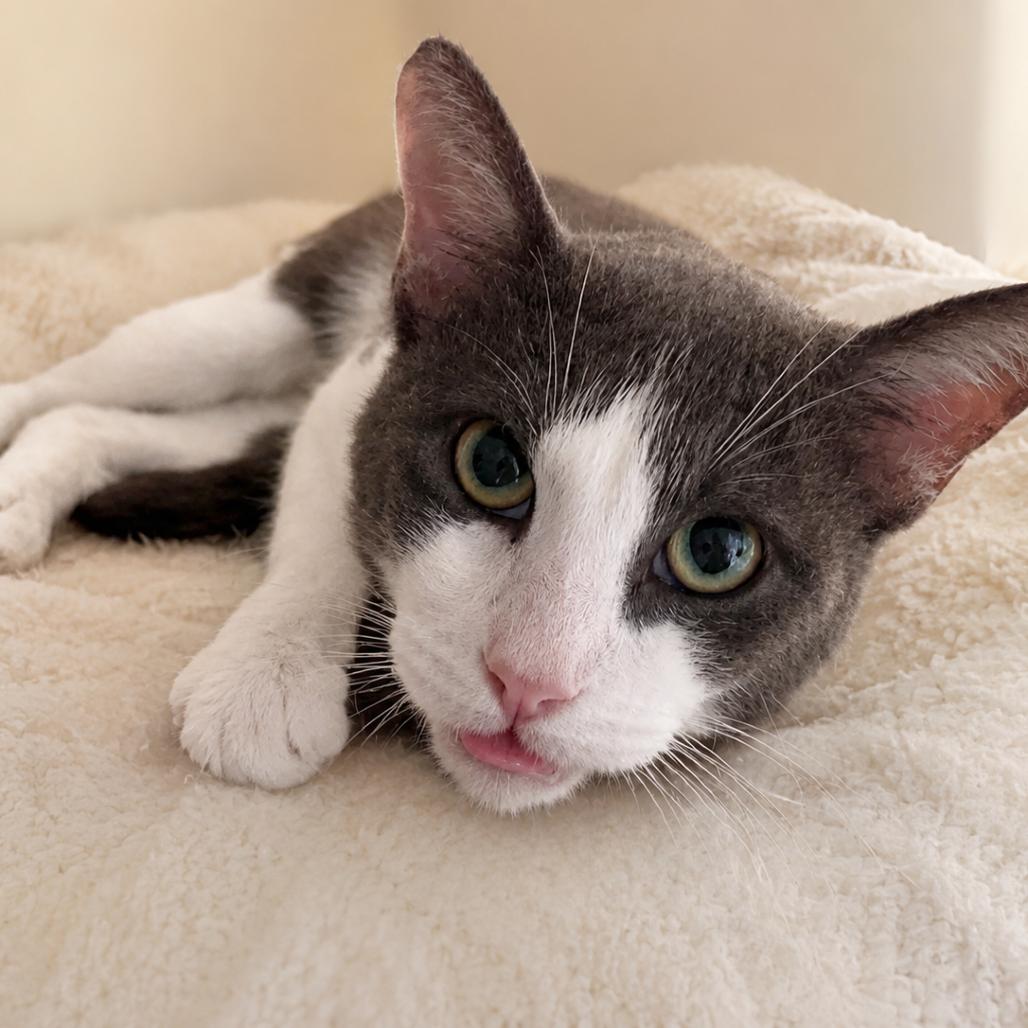 Enlarge Gizmo, a Adoptable Domestic Short Hair in Hopewell, VA image 2/2