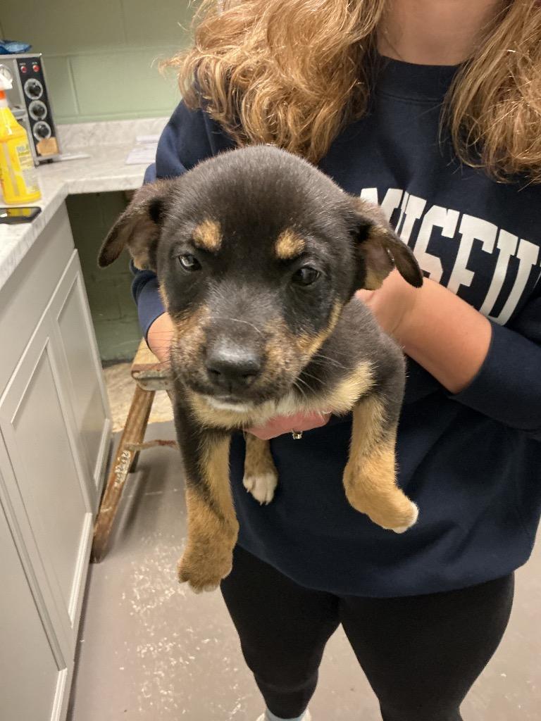 Enlarge Bianca, a Adoptable mixed breed in Dyersburg, TN image 1/1