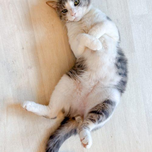 Mittens, a Adoptable Domestic Short Hair in Seven Valleys, PA image 1/3