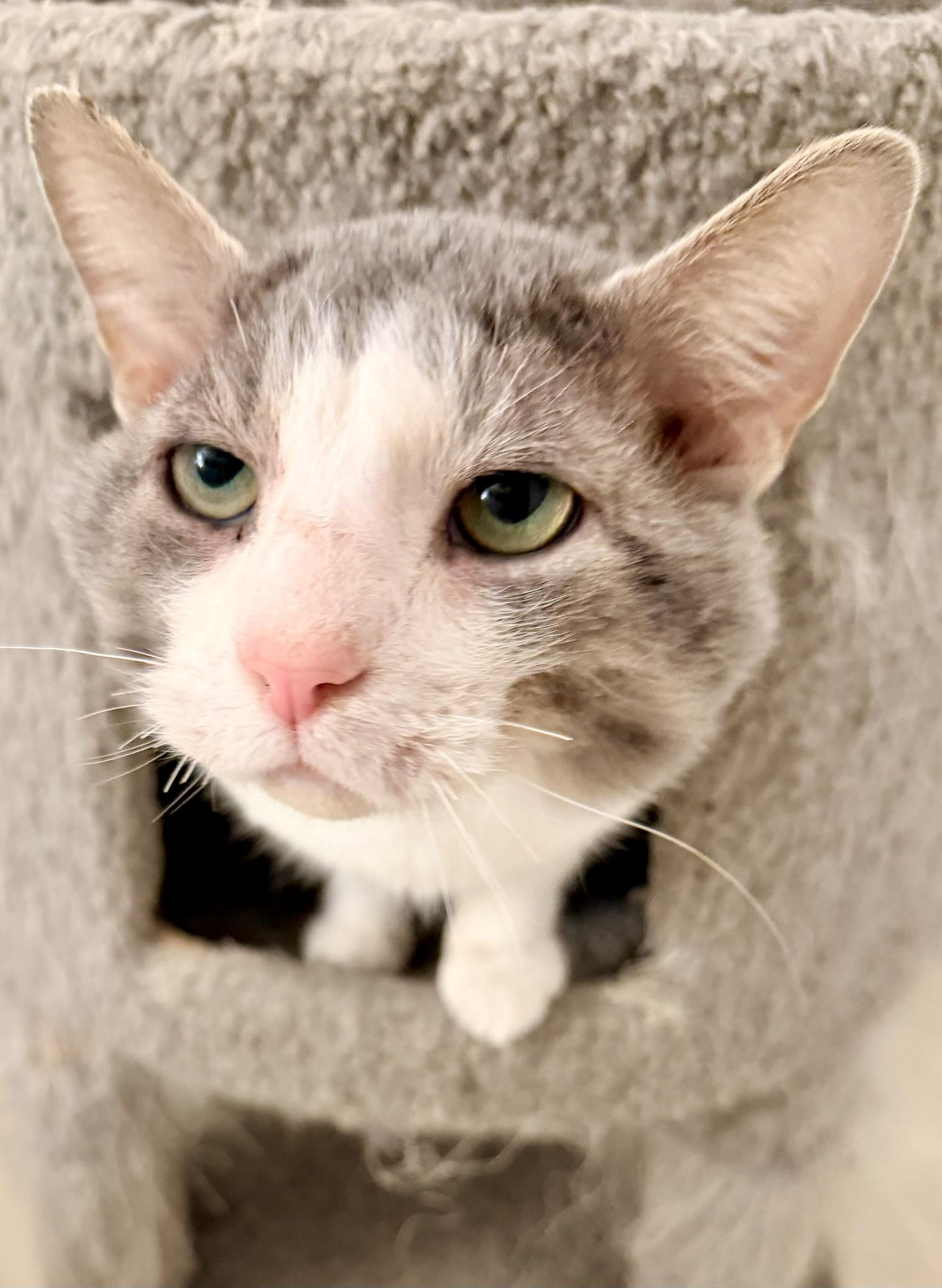 Mittens, a Adoptable Domestic Short Hair in Seven Valleys, PA image 2/3