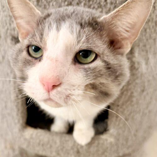 Enlarge Mittens, a Adoptable Domestic Short Hair in Seven Valleys, PA image 2/3