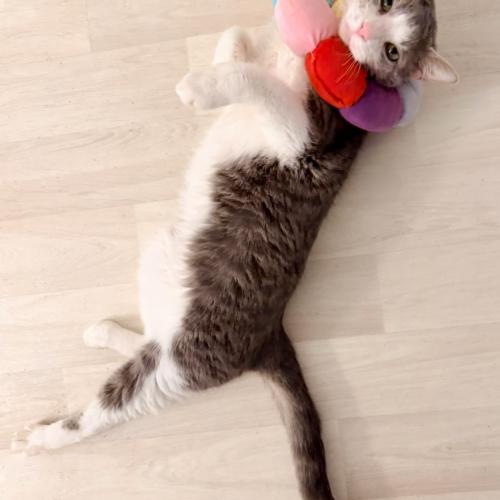 Enlarge Mittens, a Adoptable Domestic Short Hair in Seven Valleys, PA image 2/2