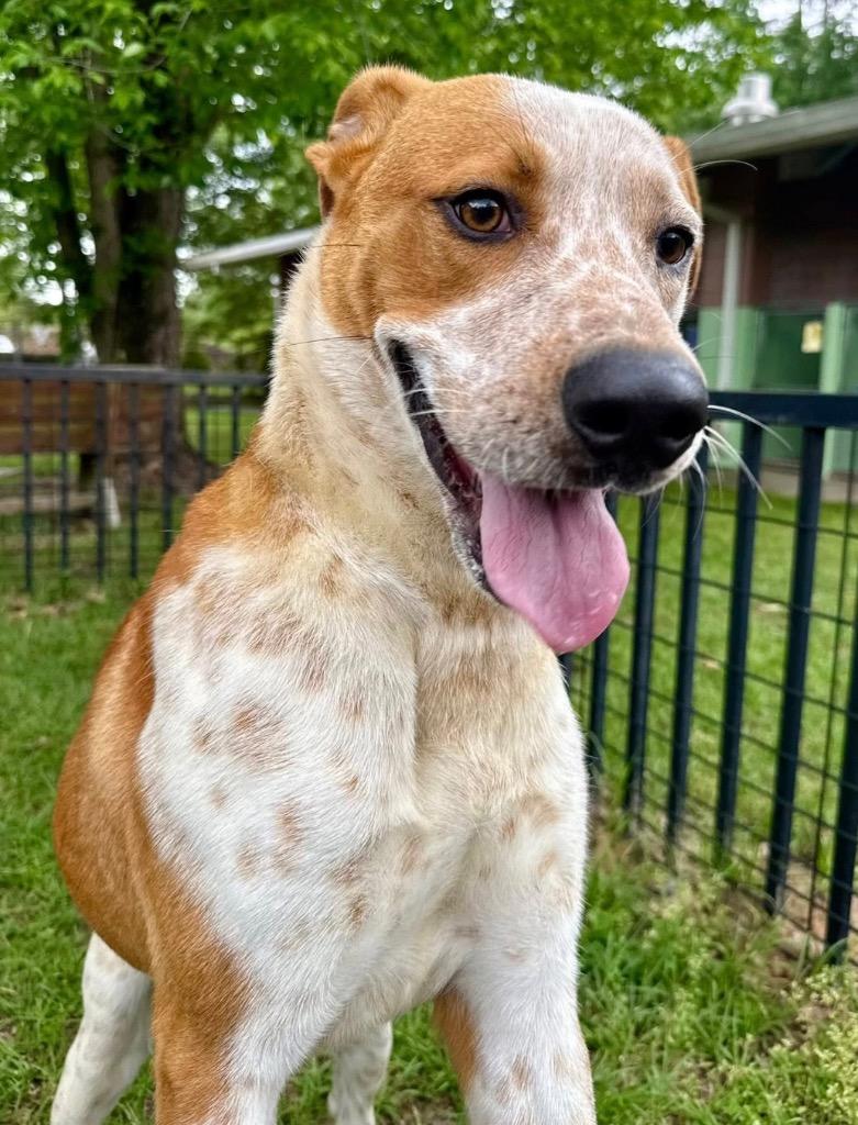 Doug, Adoptable, Young Male Pit Bull Terrier.