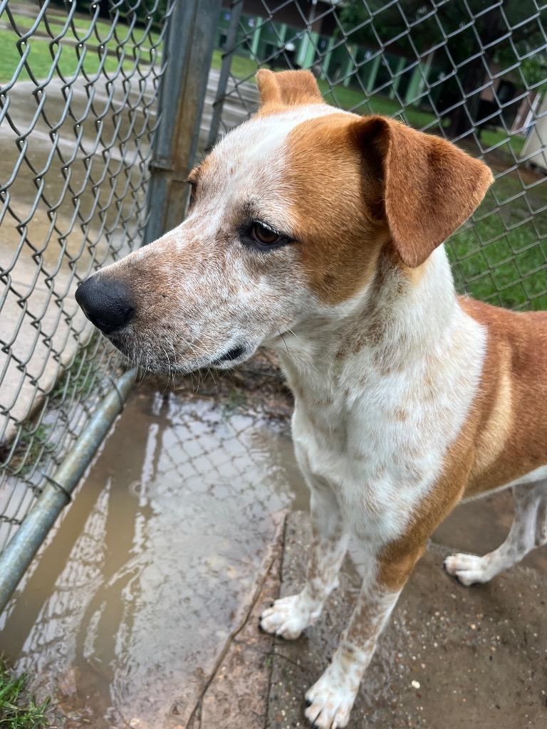 Enlarge Doug, a Adoptable Pit Bull Terrier in Nacogdoches, TX image 2/3