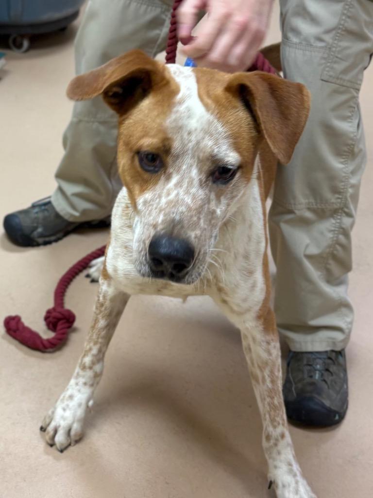 Doug, Adoptable, Young Male Pit Bull Terrier.