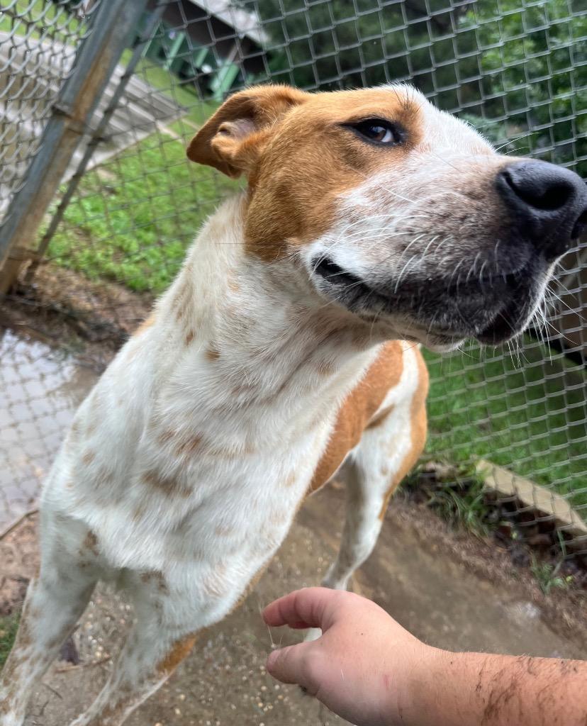 Enlarge Doug, a Adoptable Pit Bull Terrier in Nacogdoches, TX image 3/3